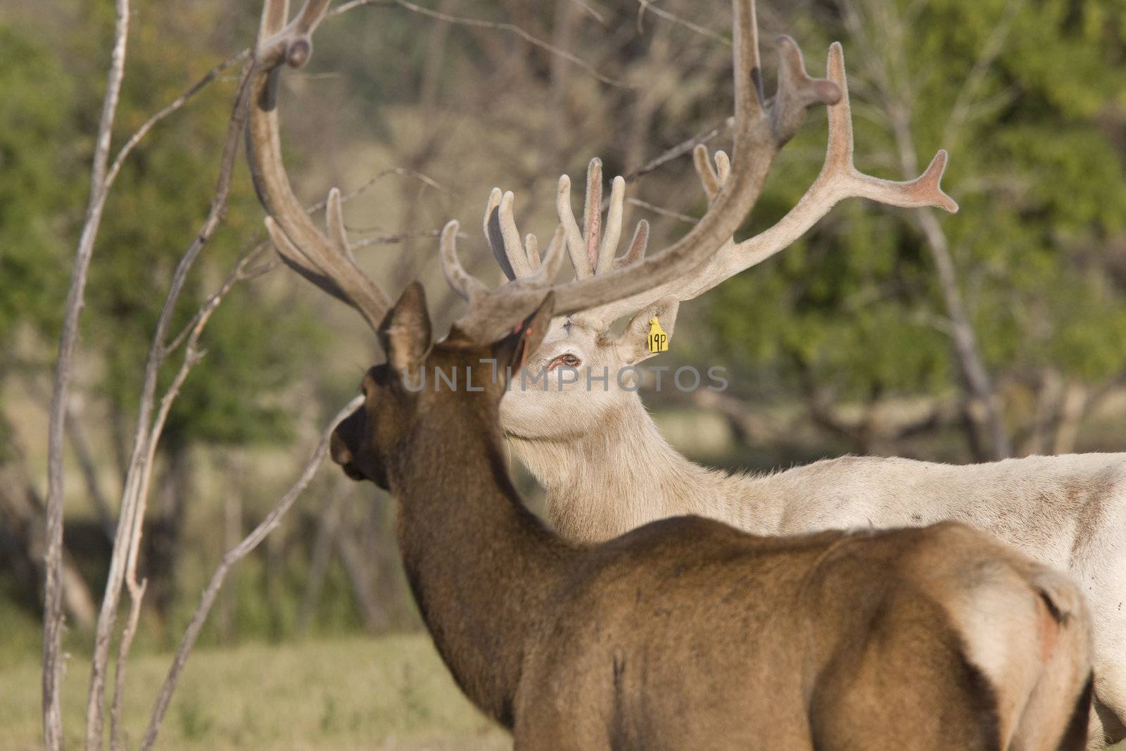 Male elk in field