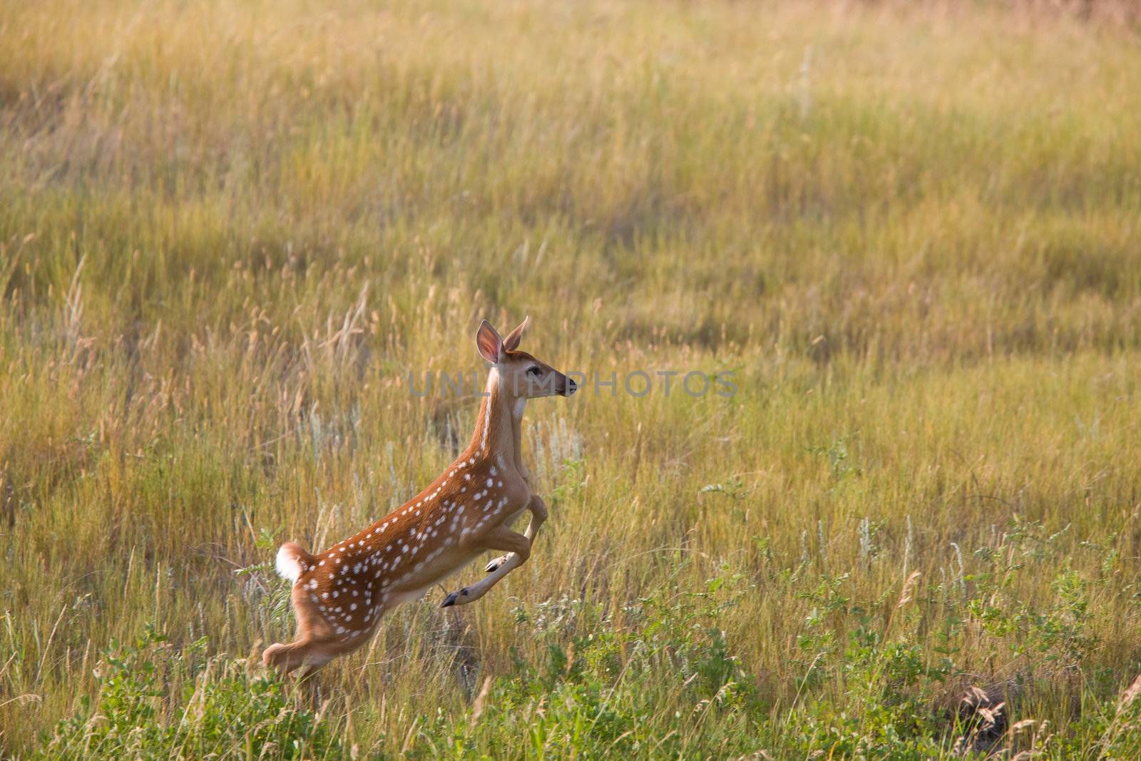 White tailed Deer fawn leaping in field