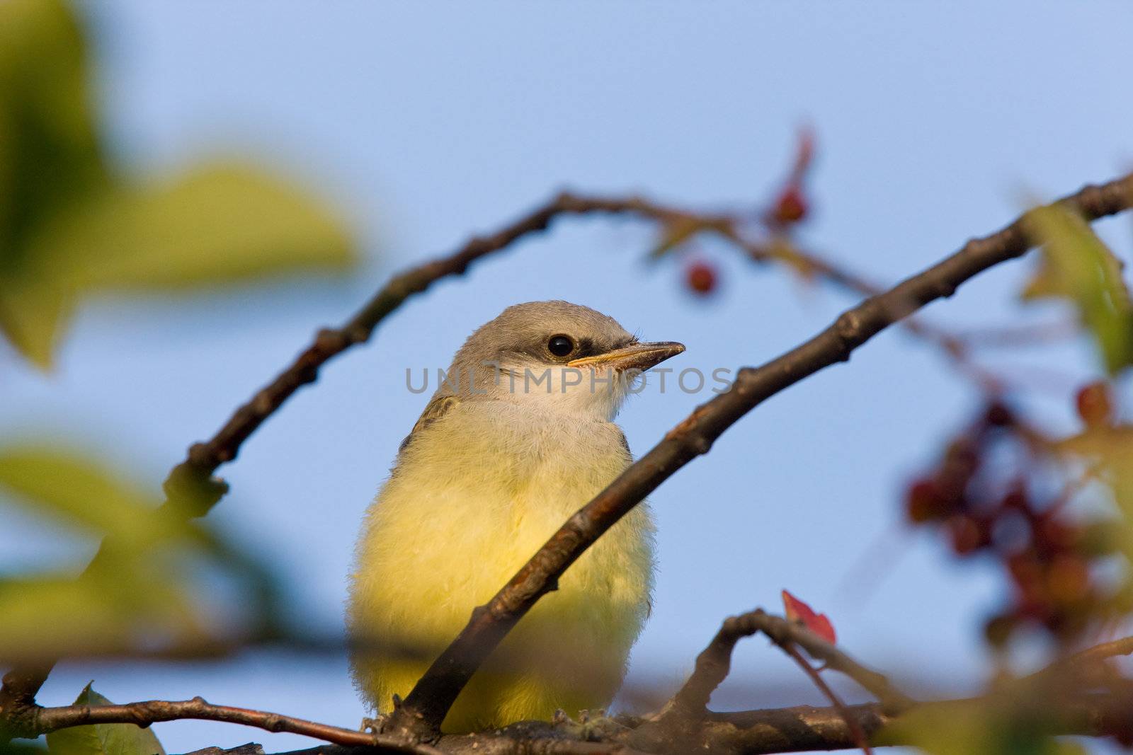 Western Kingbird perched in tree