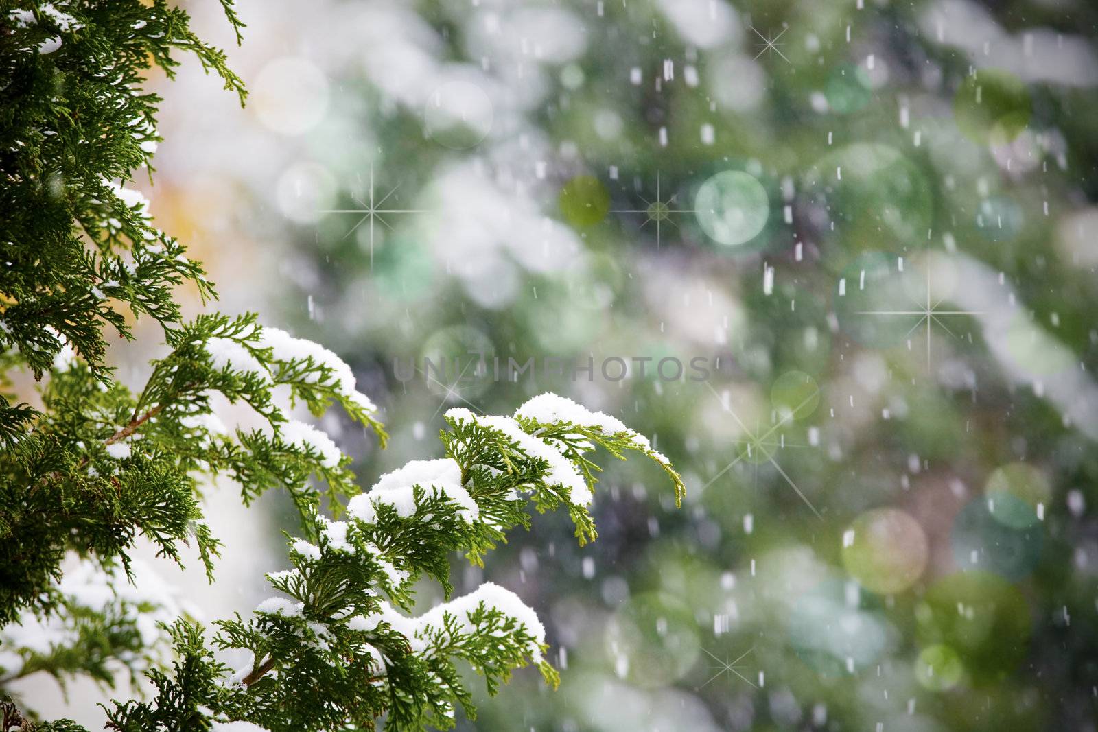 Fresh snow falling on cedar pine tree branches by jarenwicklund