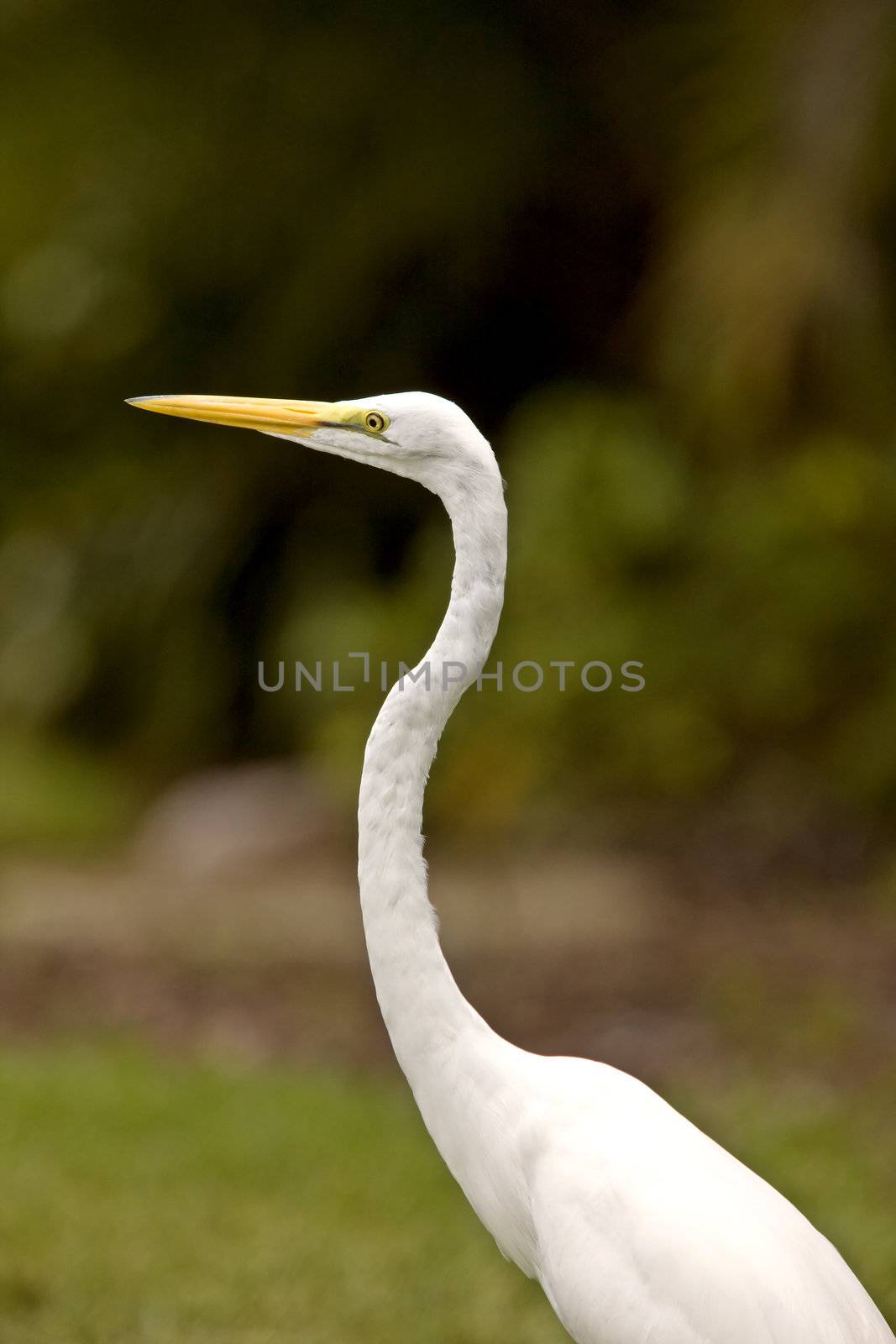 Great Egret in Florida by pictureguy