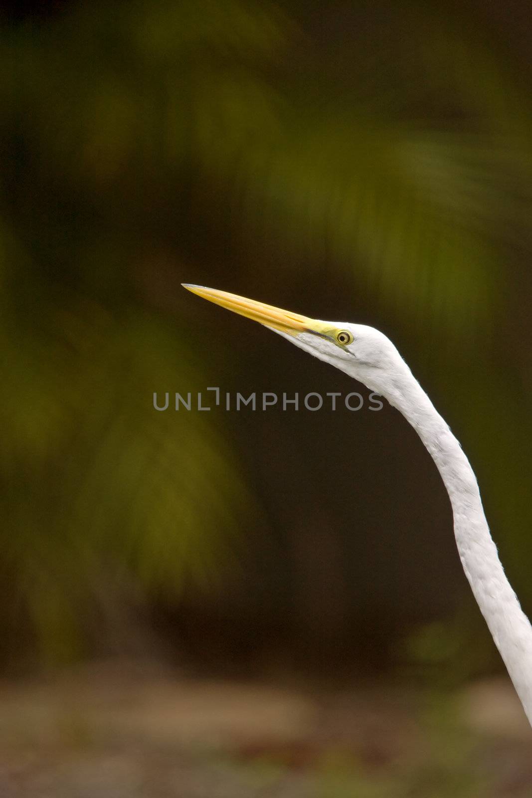 Great Egret in Florida by pictureguy
