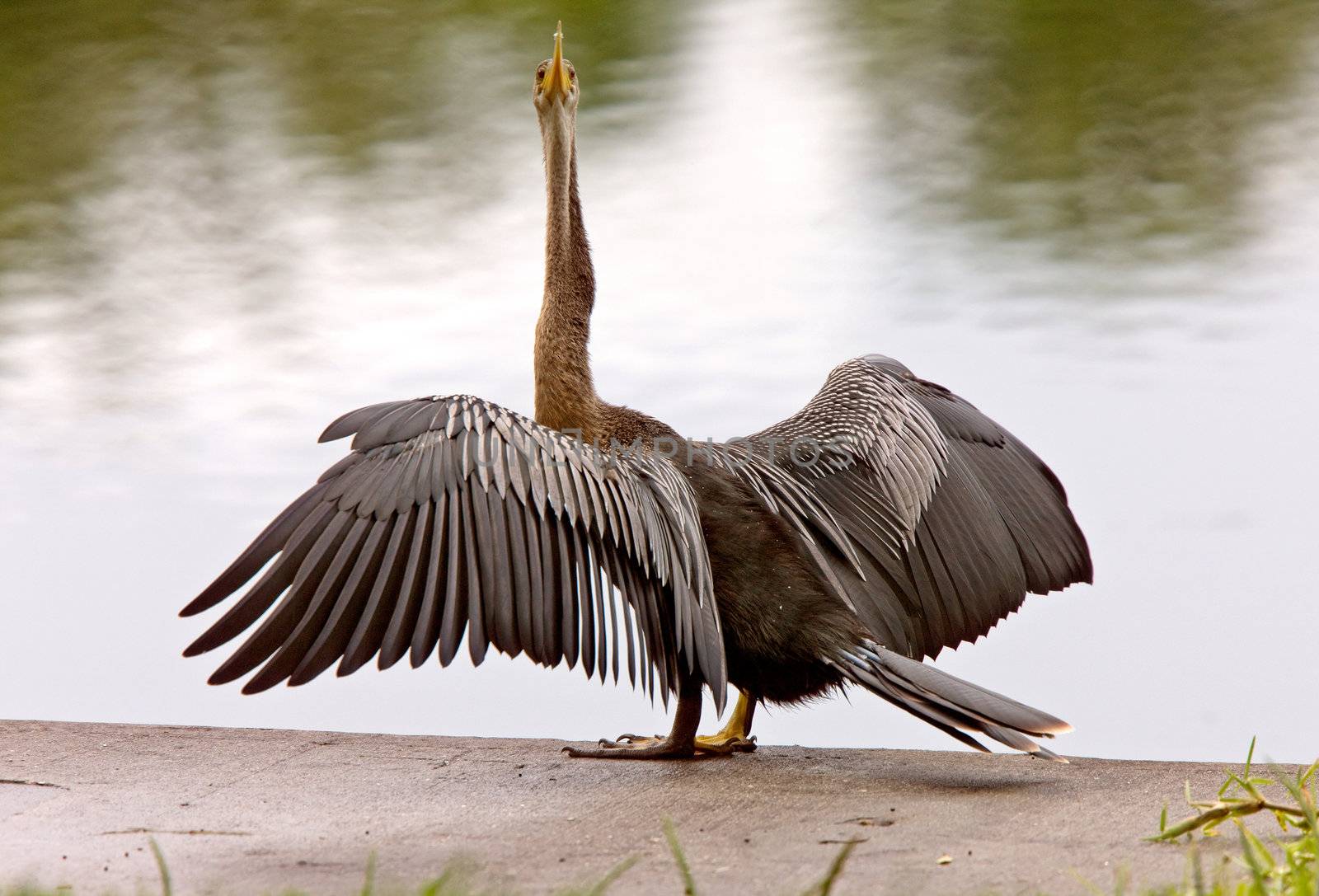 Anhinga Drying it's wings Sarasota Florida by pictureguy