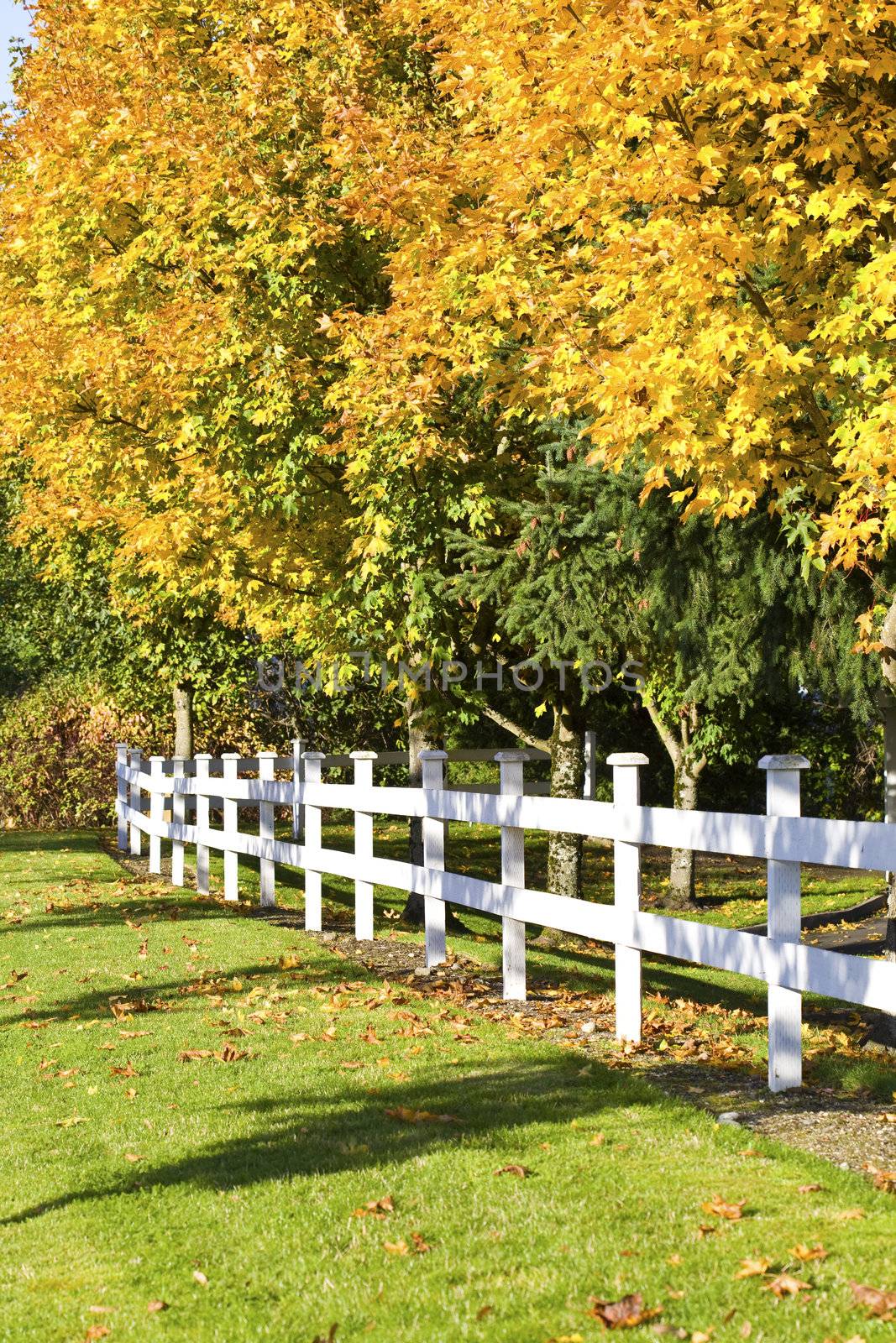 Beautiful autumn leaves along white fence by jarenwicklund