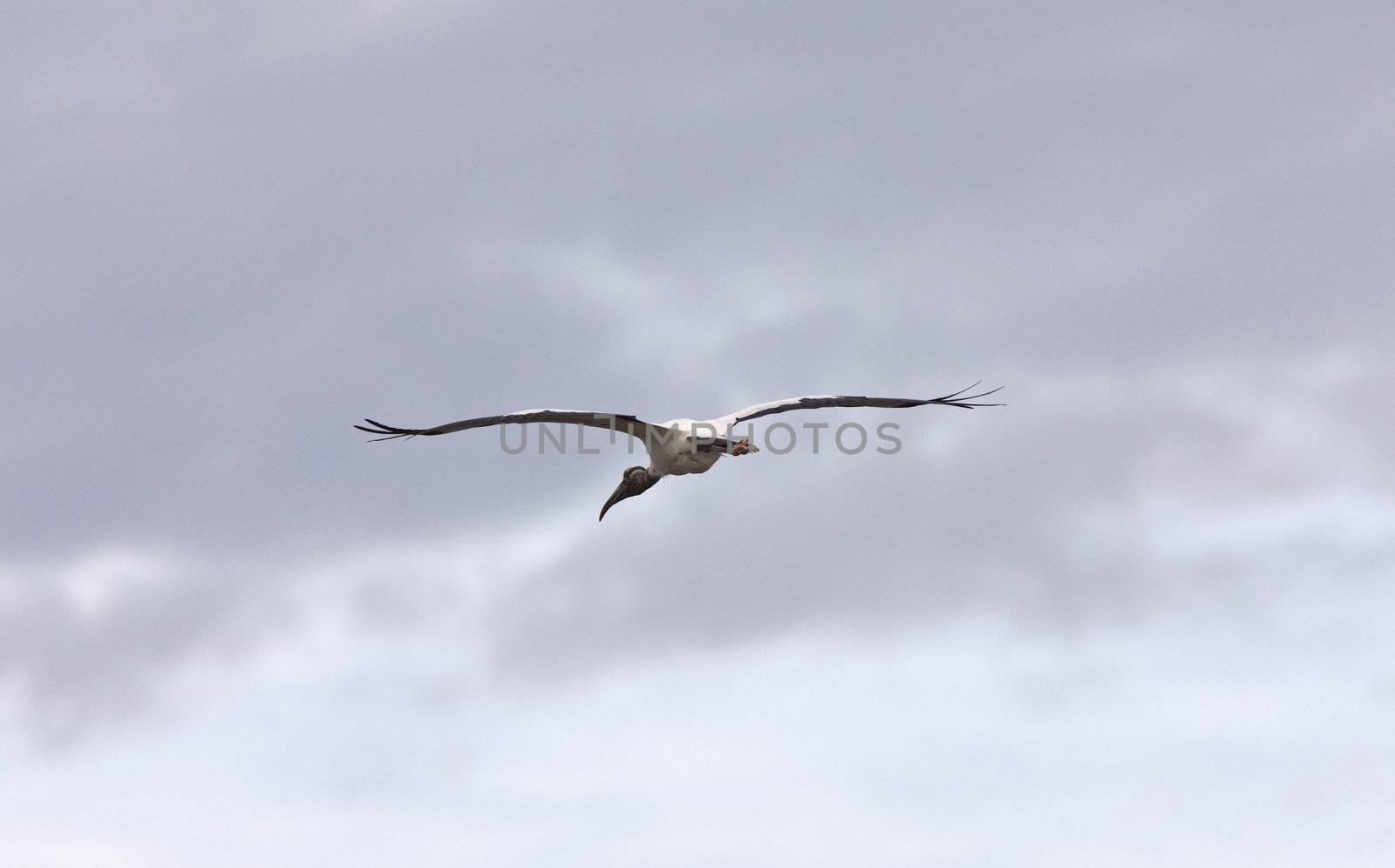 Wood Stork flying over Florida waters by pictureguy