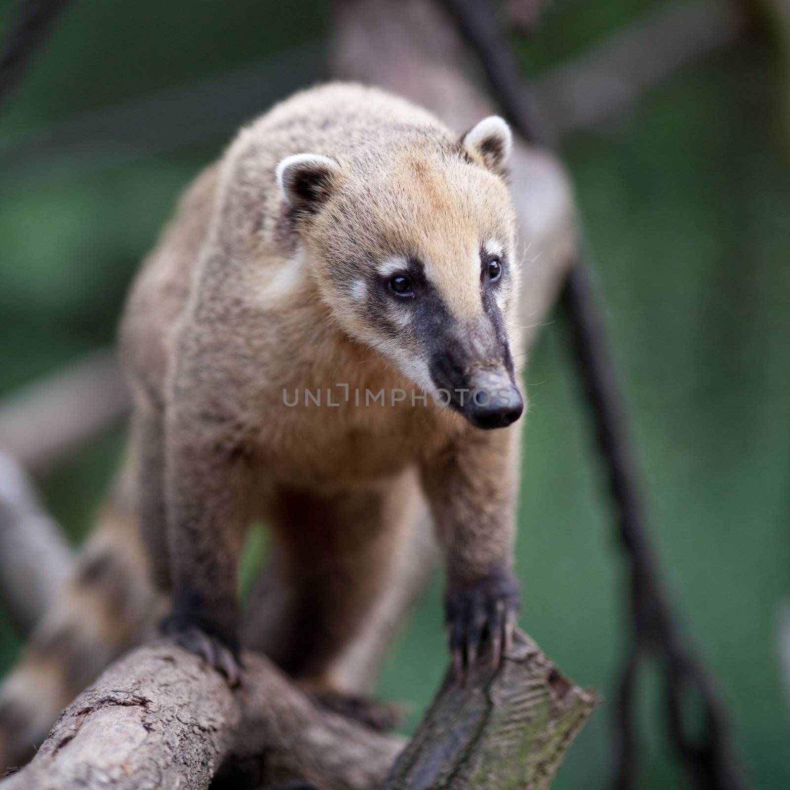 portrait of a very cute White-nosed Coati (Nasua narica) aka Piz by viktor_cap