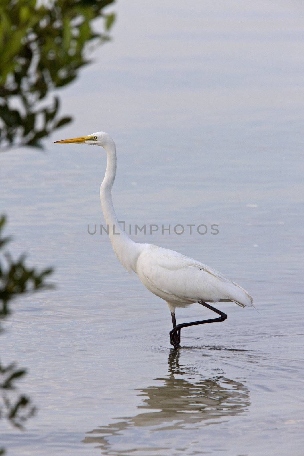 Great White Egret wading in Florida waters by pictureguy