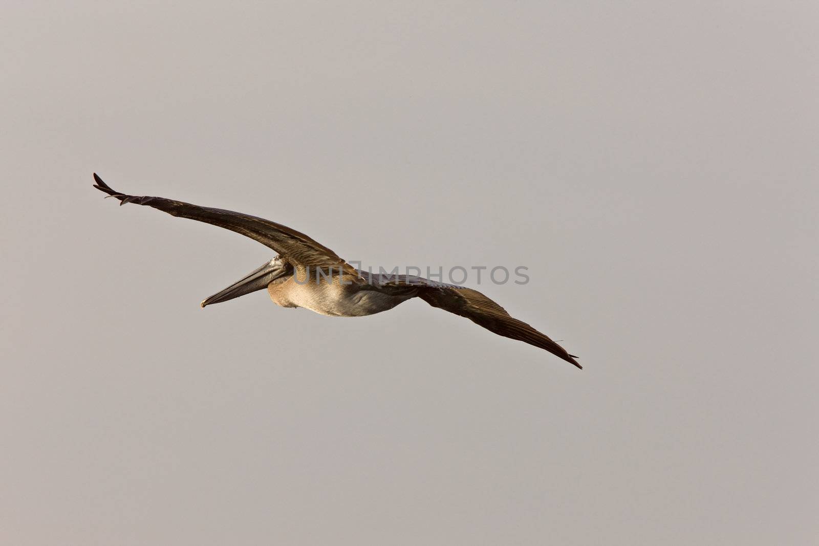 Brown Pelican flying over Florida waters by pictureguy