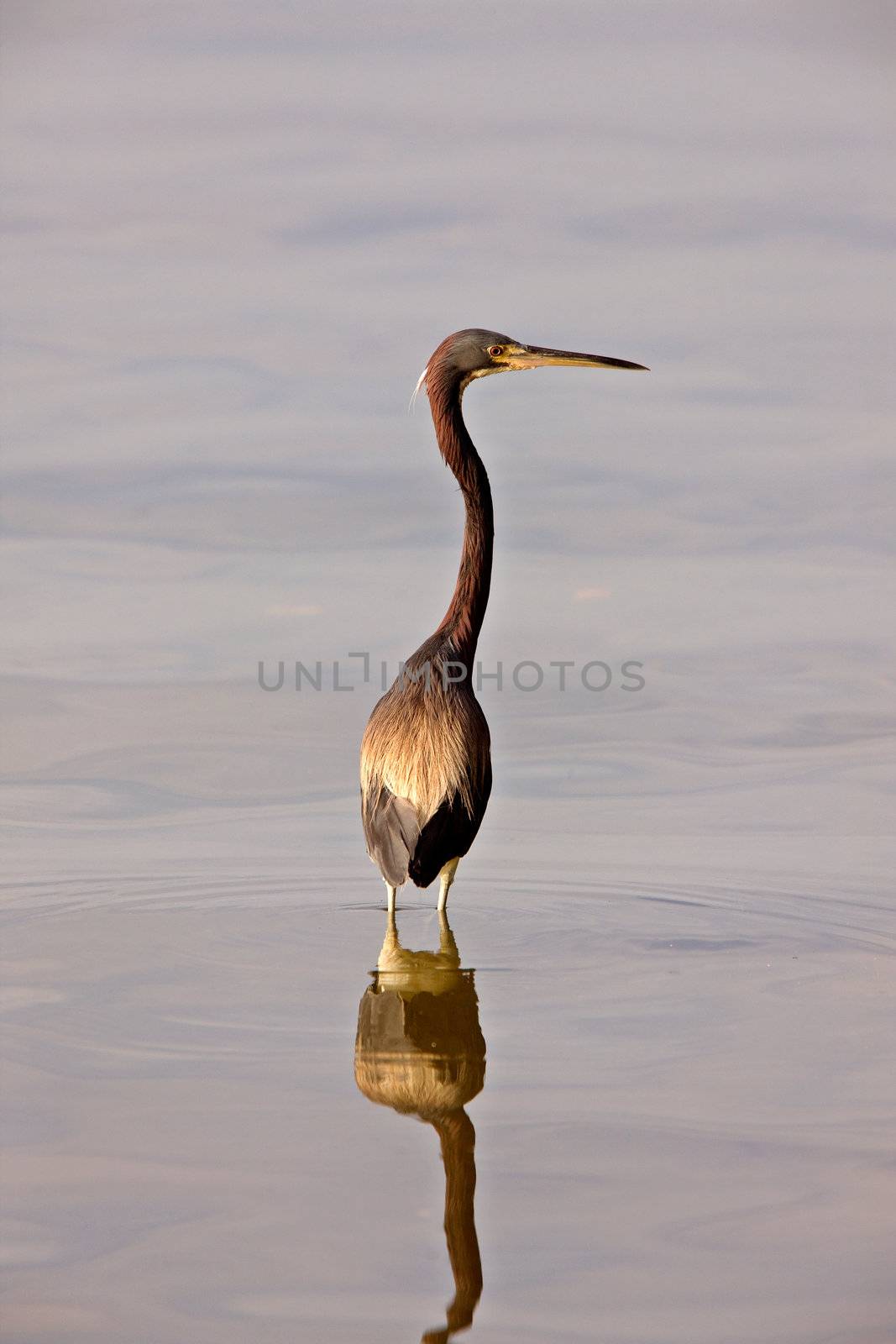 Great Blue Heron in Florida waters by pictureguy
