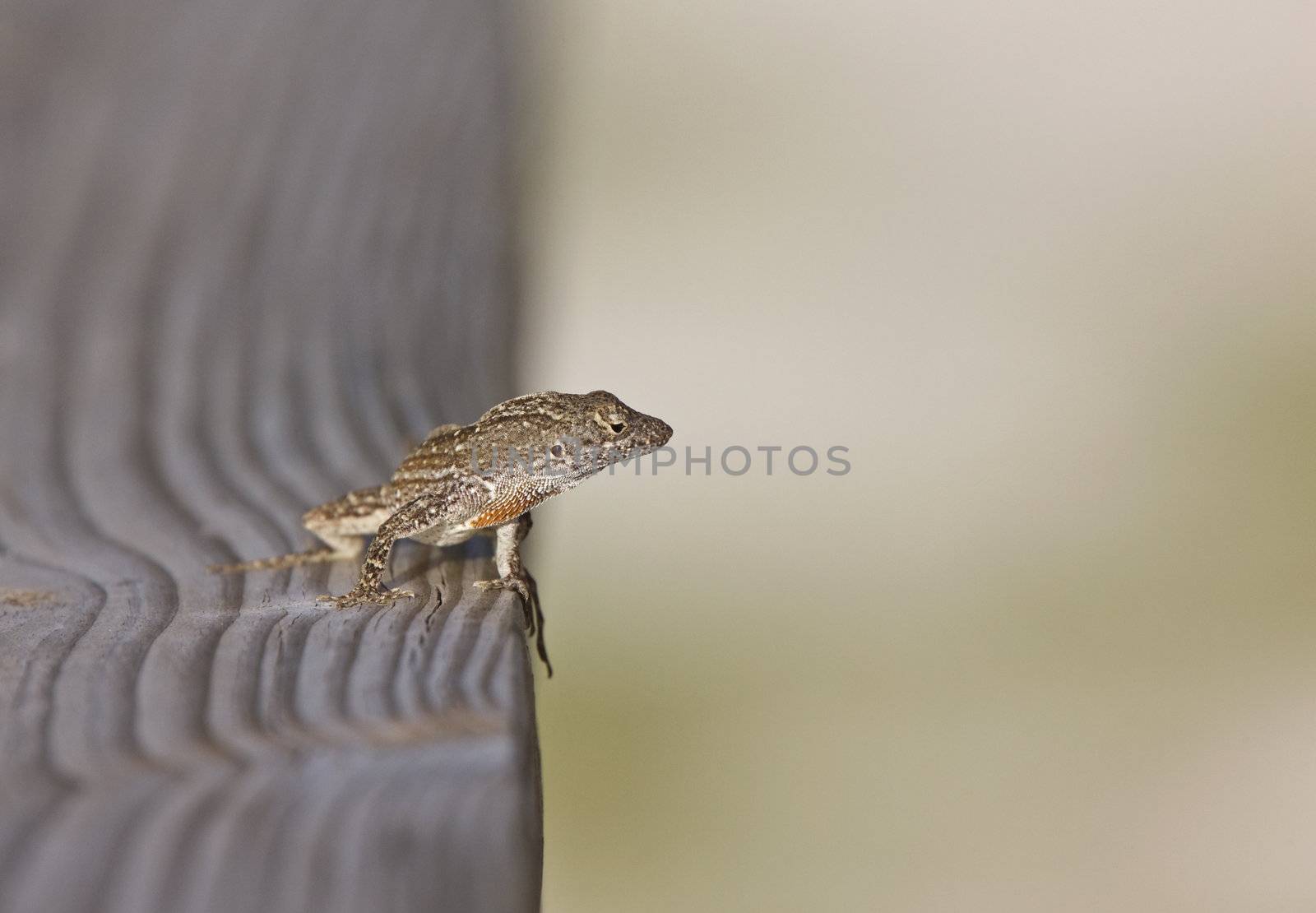 Florida frog