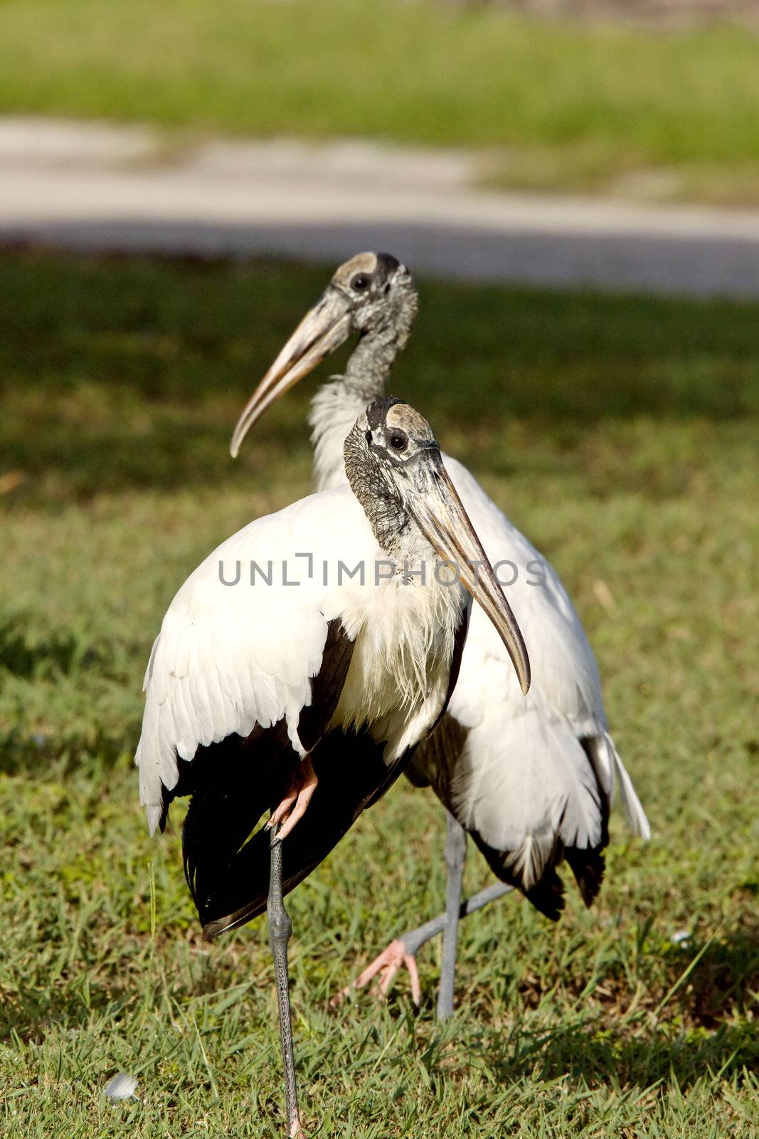 Wood Storks in Florida by pictureguy
