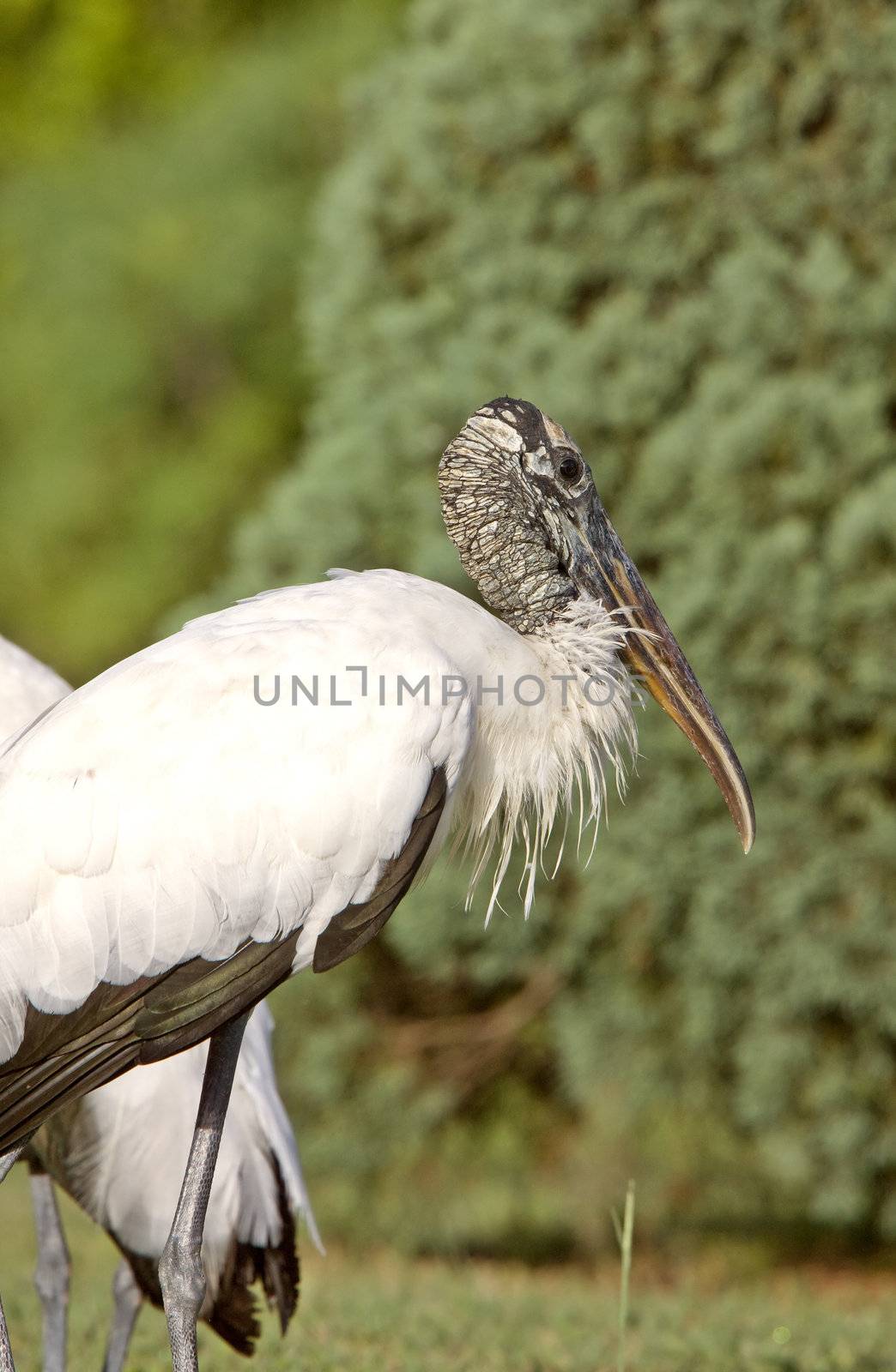 Wood Storks in Florida by pictureguy