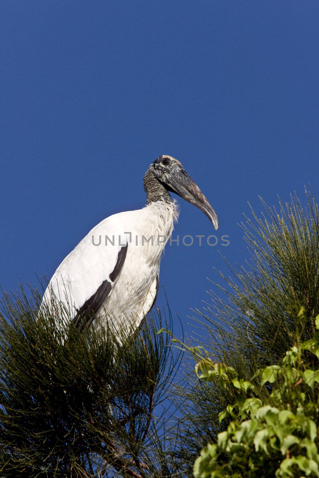 Wood Stork perched in Florida tree by pictureguy
