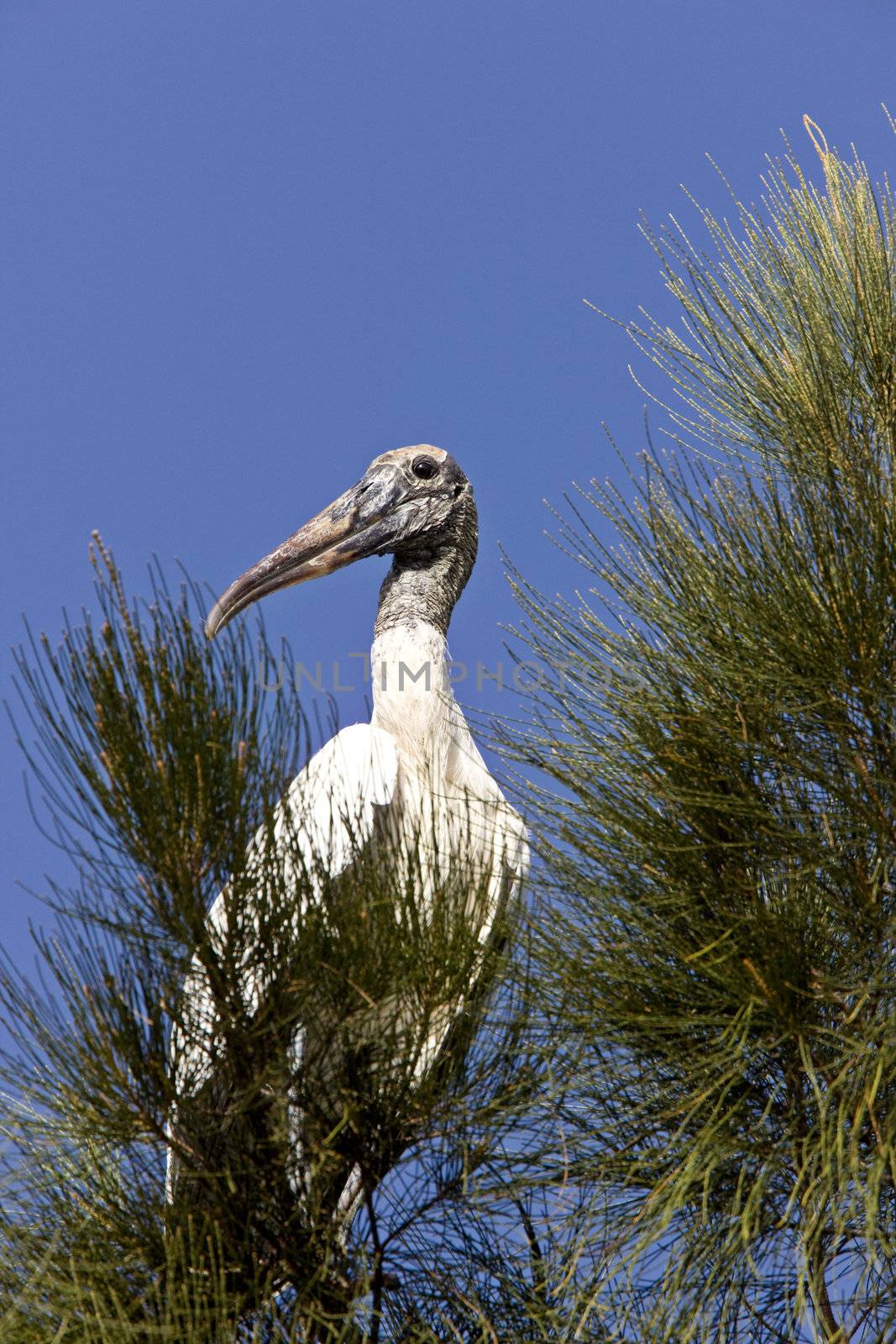 Wood Stork perched in Florida tree