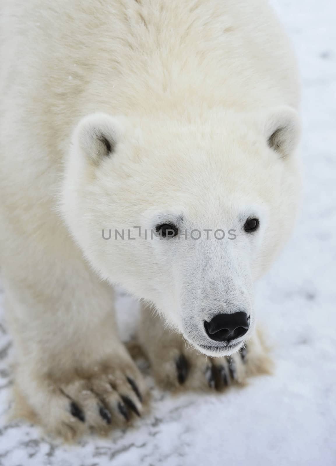 Polar bear. A portrait close up at a short distance.