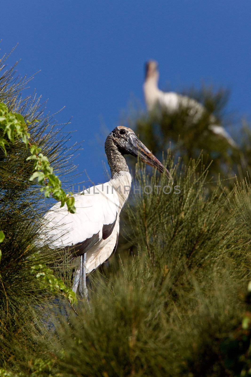 Wood Storks perched in Florida tree by pictureguy