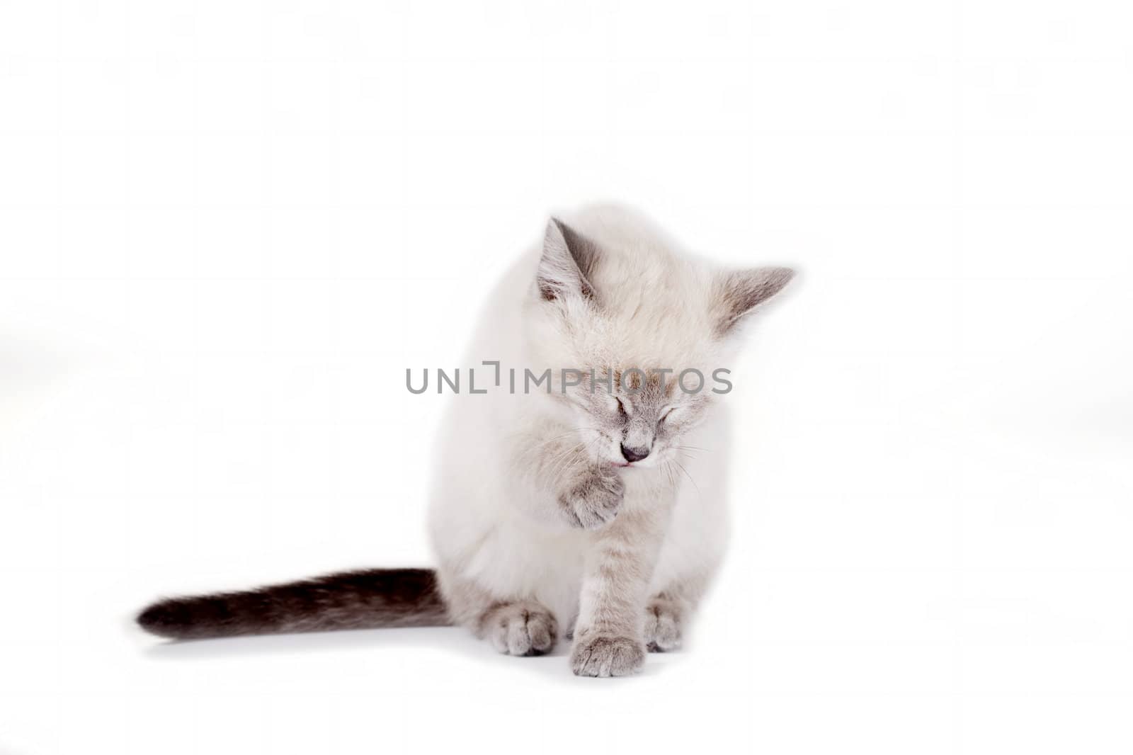 Beautiful blue eye Siamese kitten, isolated on white, Balinese breed