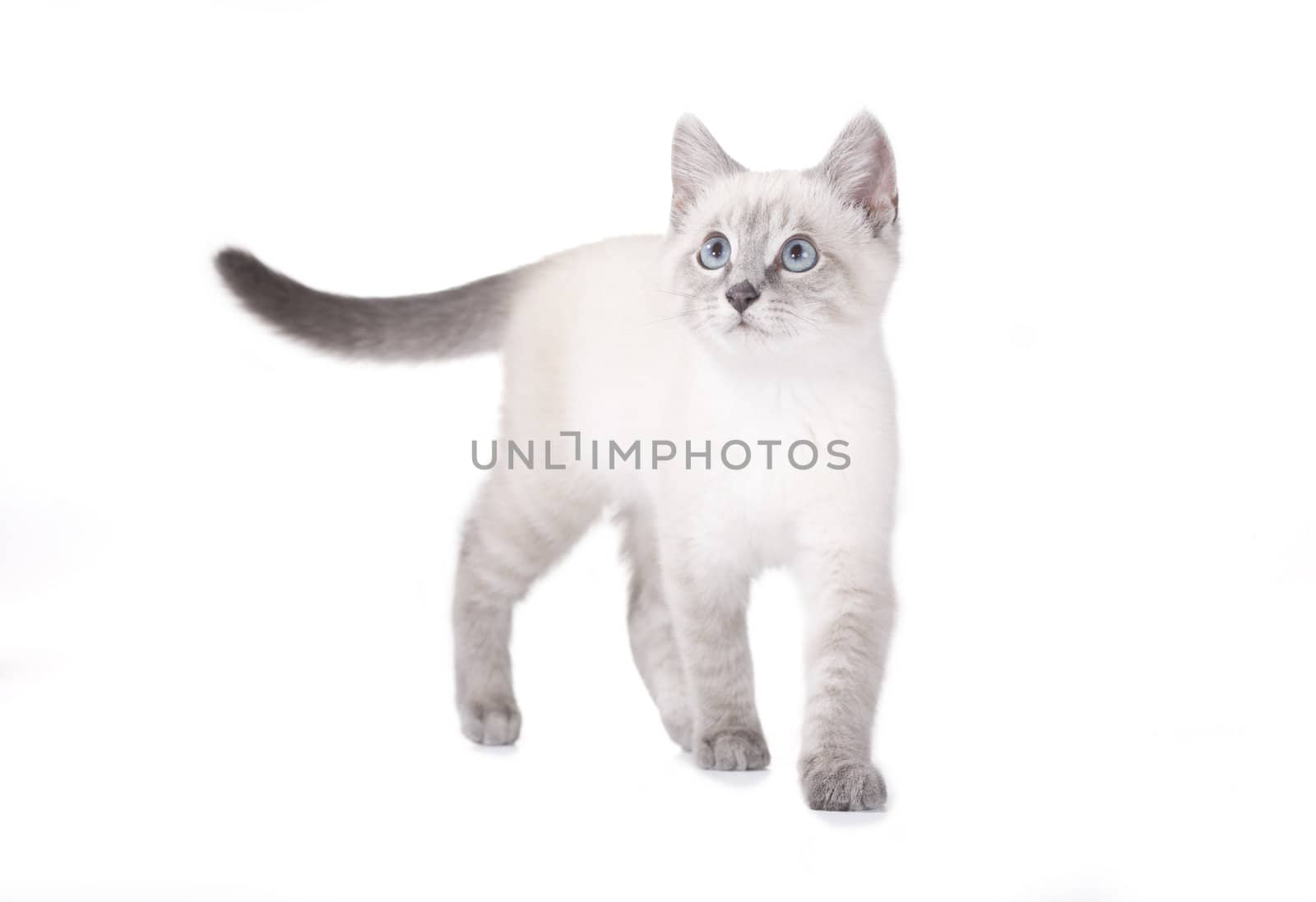 Beautiful blue eye Siamese kitten, isolated on white, Balinese breed