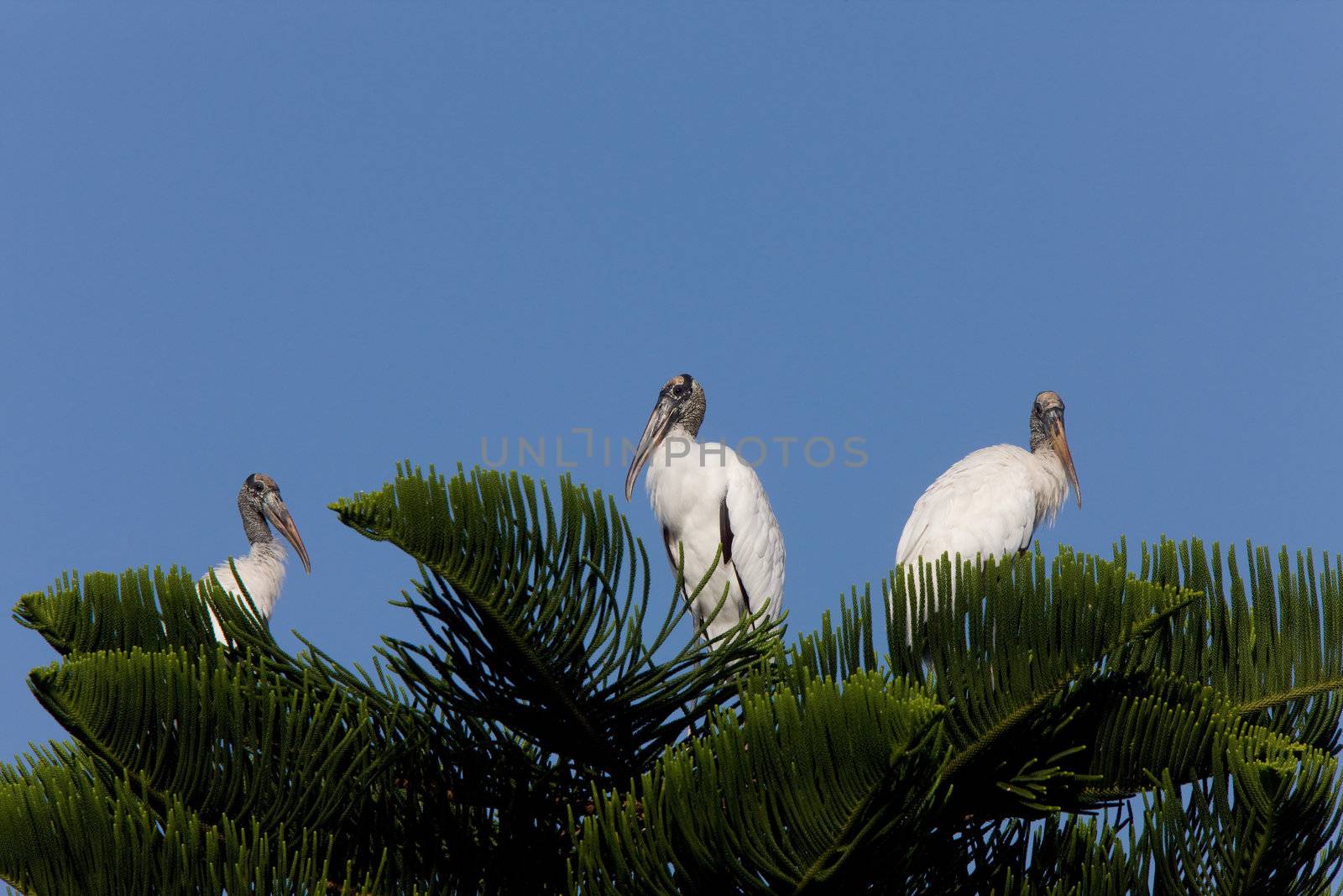 Wood Storks perched in Florida tree