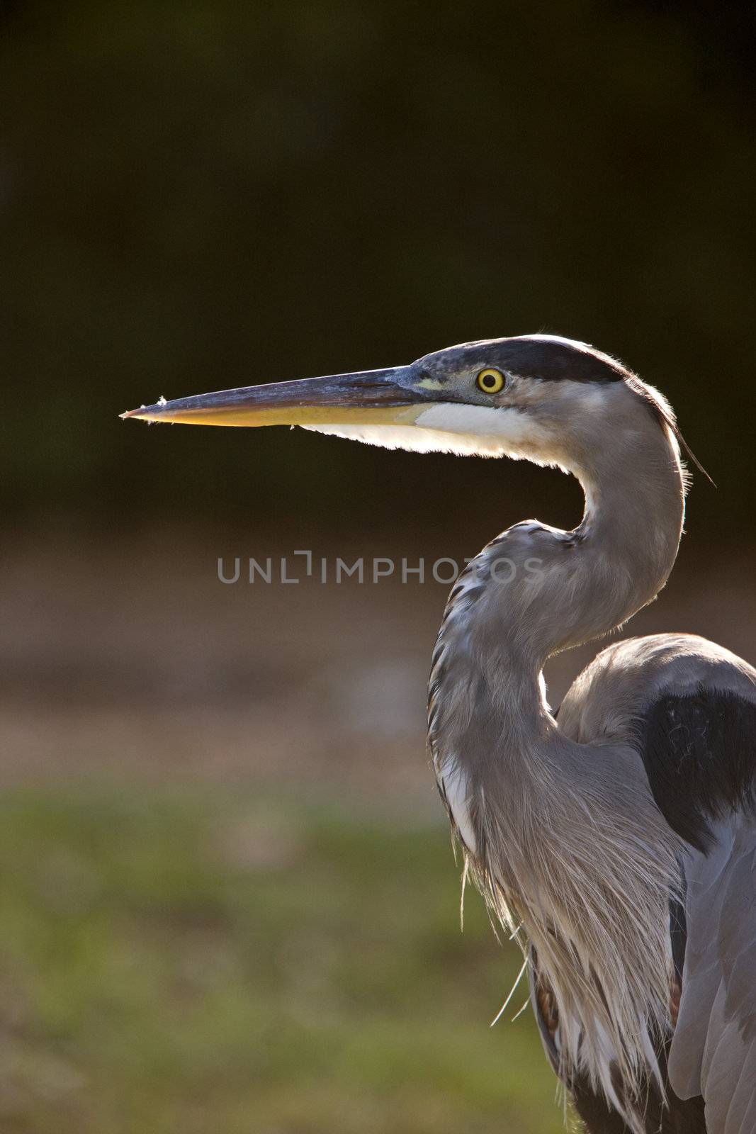 Great Blue Heron in Florida by pictureguy