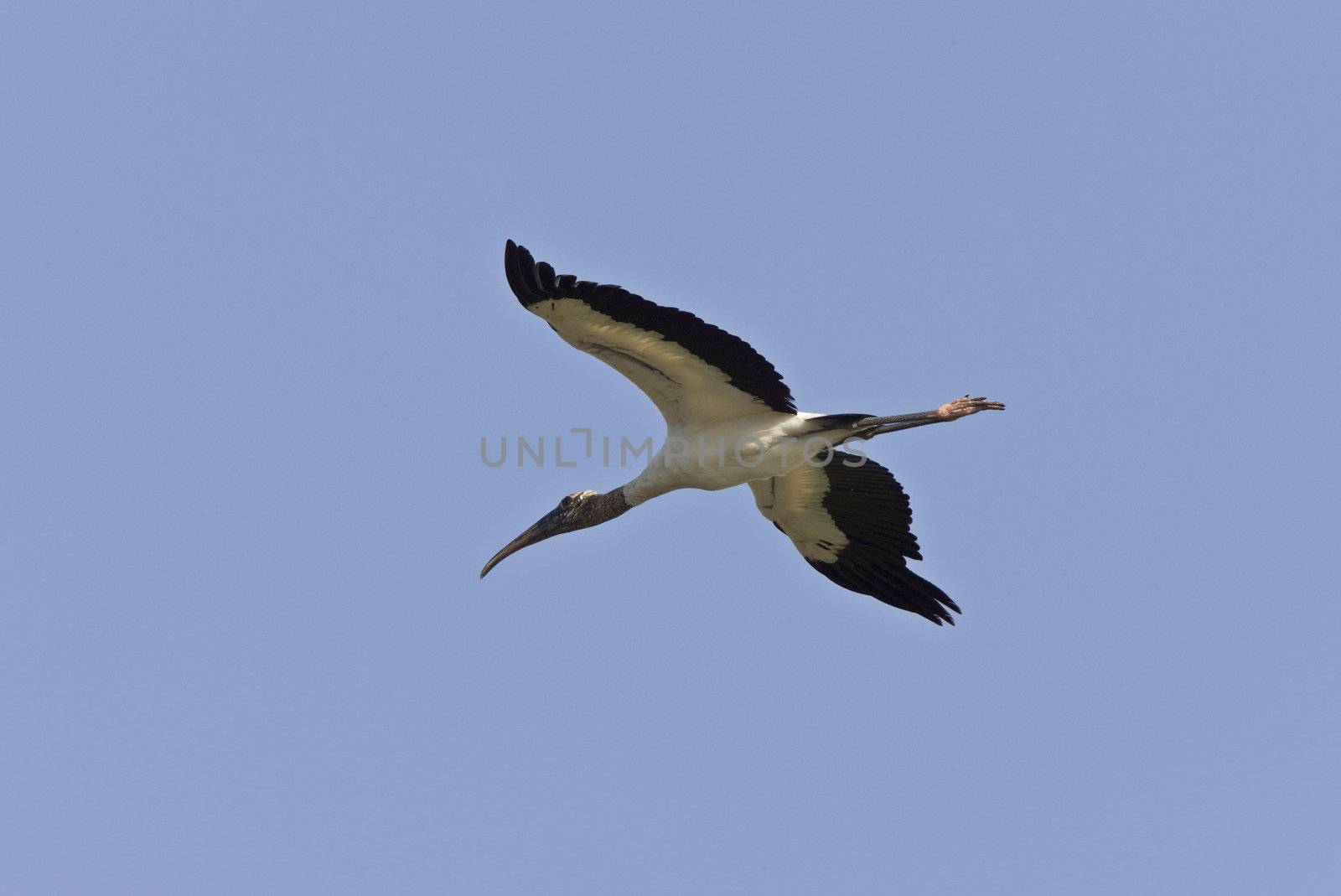 Wood Stork flying over Florida