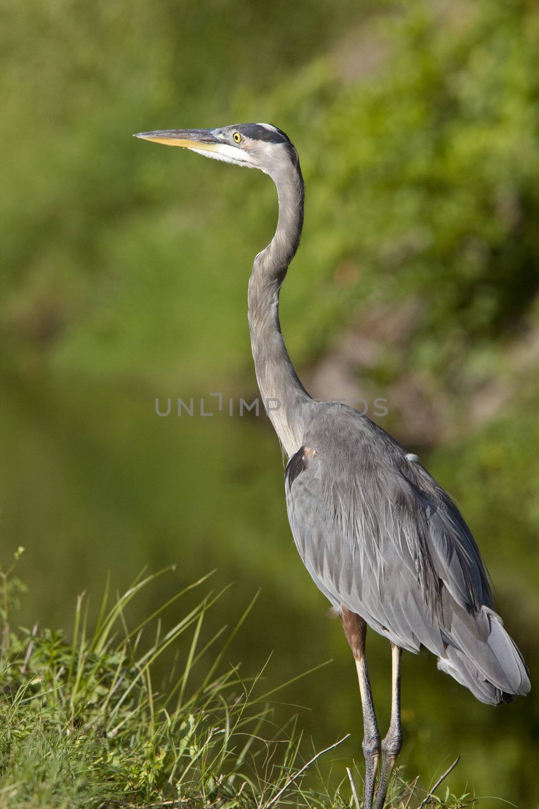 Great Blue Heron in Florida