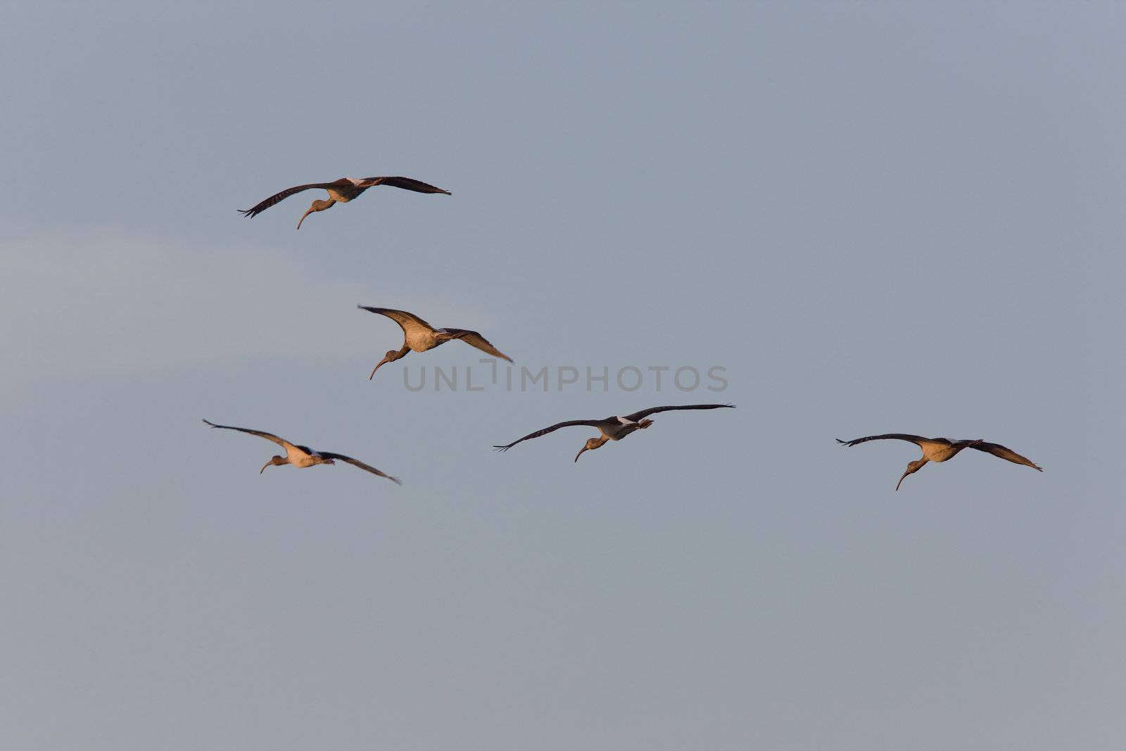 Wood Storks in flight over Florida