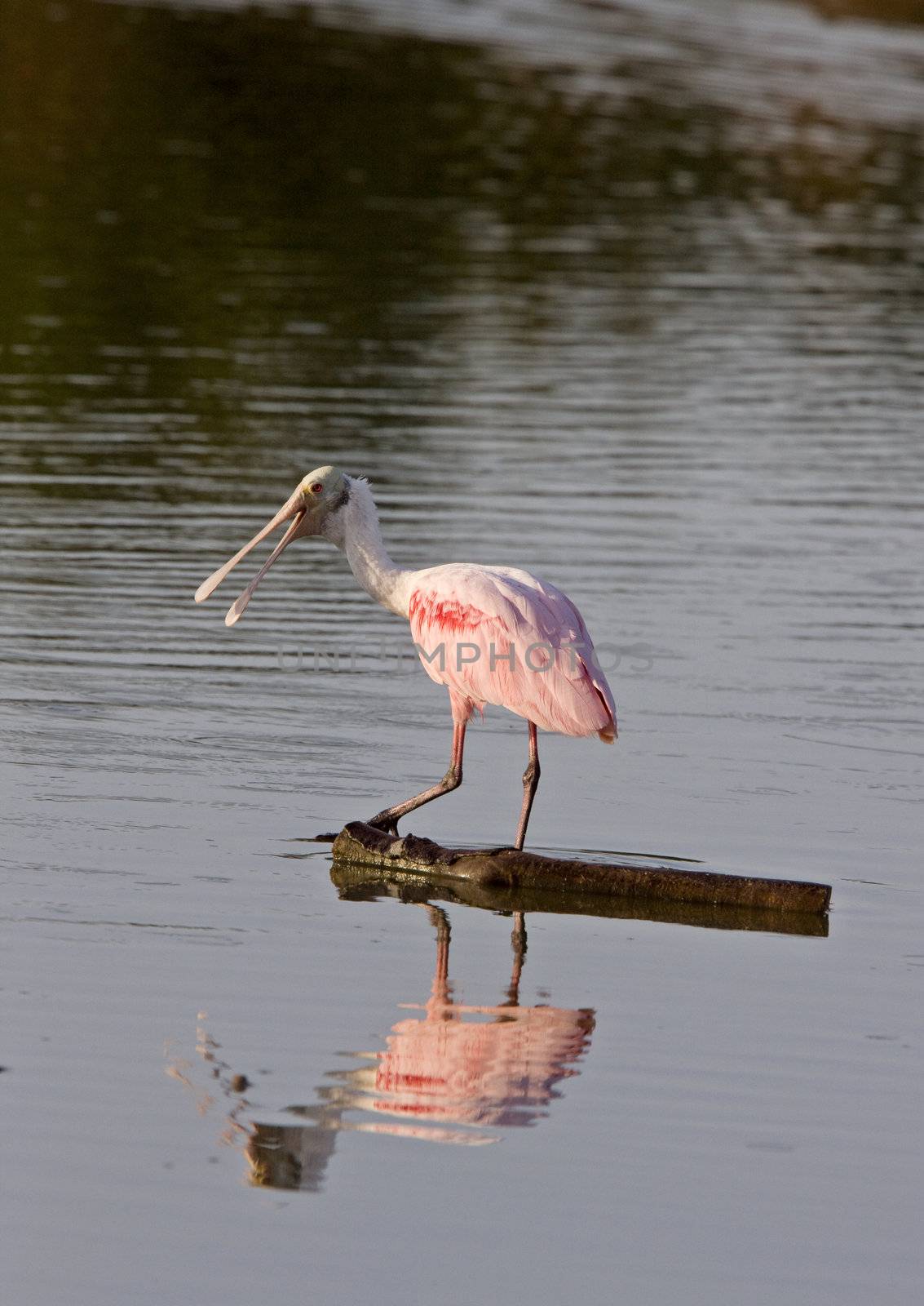 Rosette Spoonbill feeding in Florida waters by pictureguy