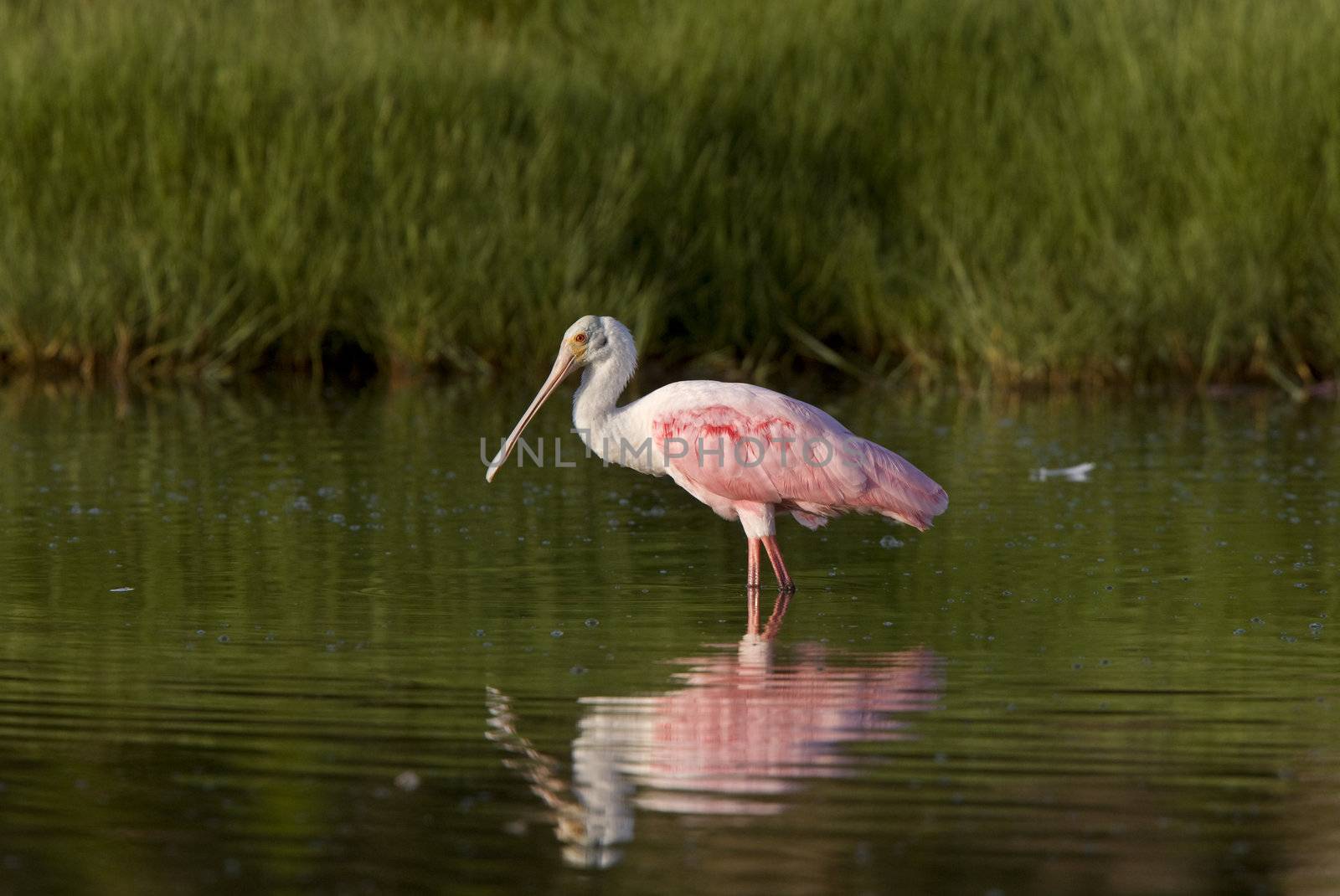 Rosette Spoonbill feeding in Florida waters by pictureguy