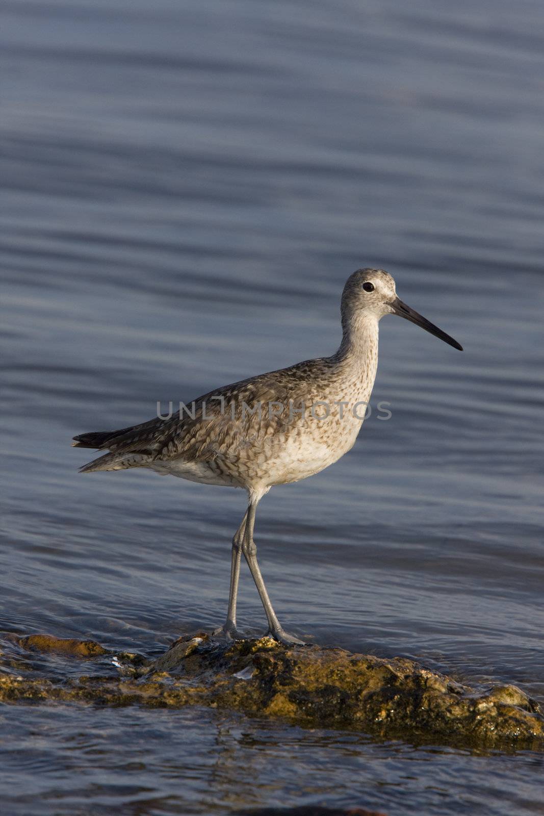 Upland Sandpiper in Florida waters