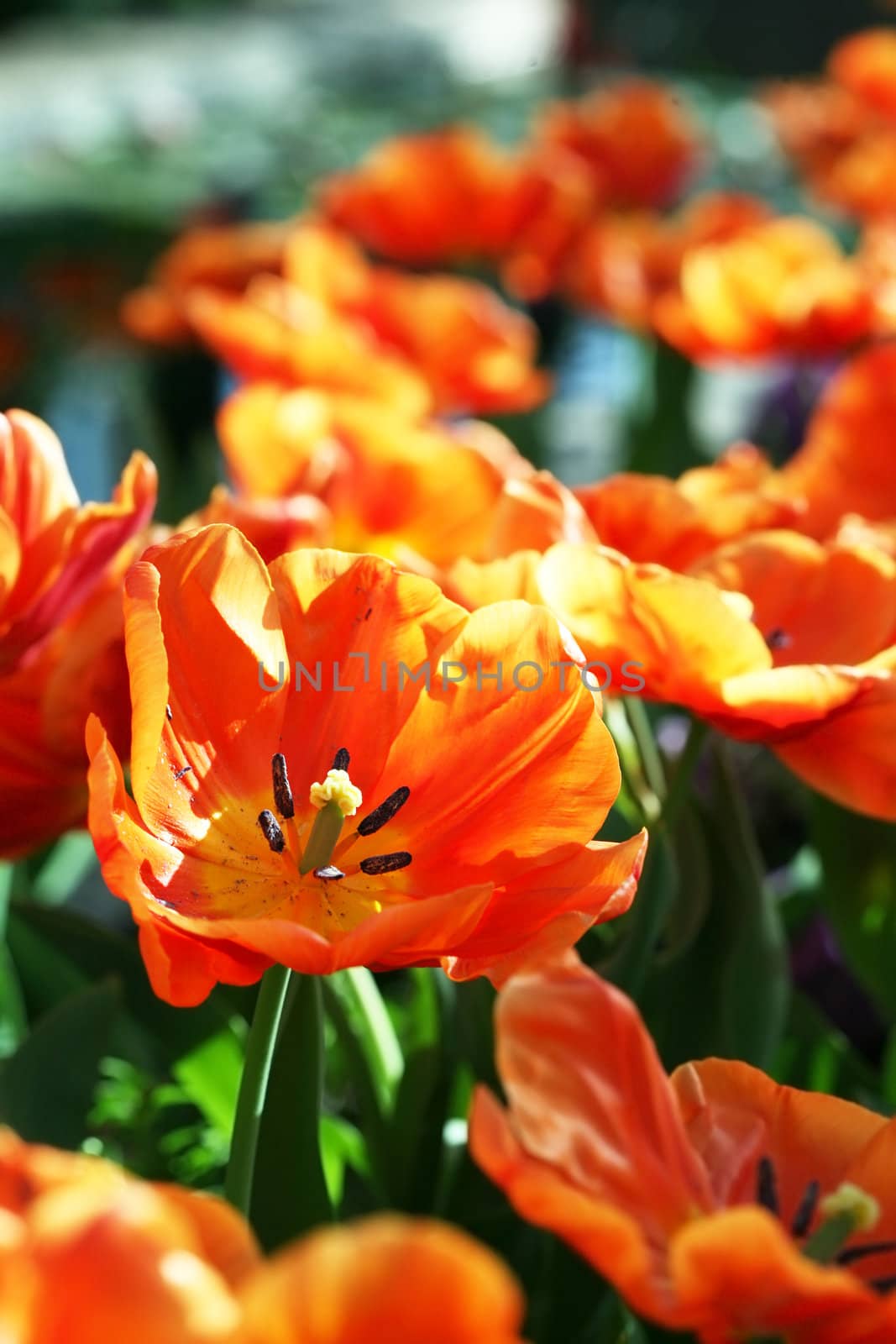 Orange tulips in summer sunshine