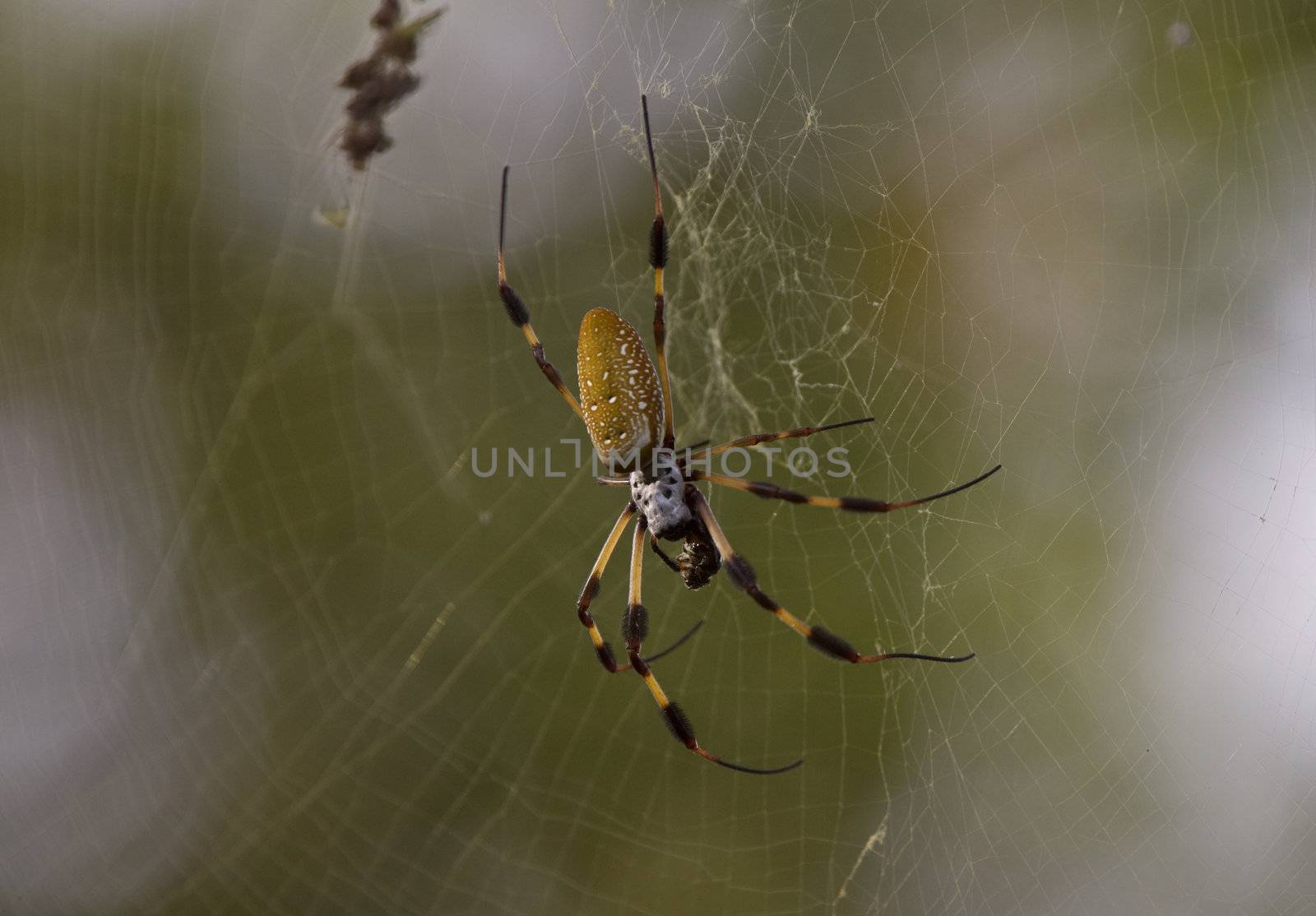 Spider in web by pictureguy