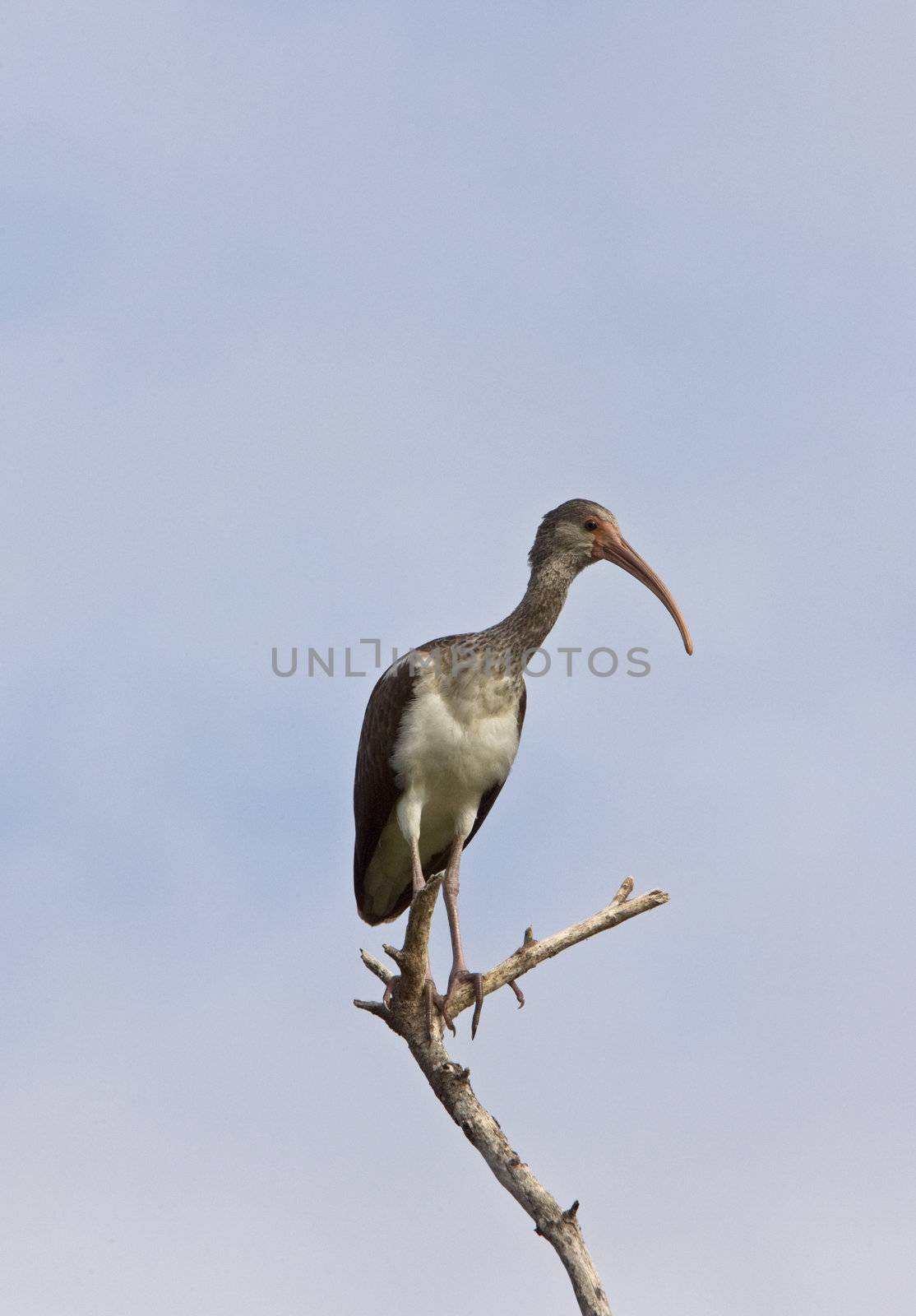 Wood Stork perched in Florida tree