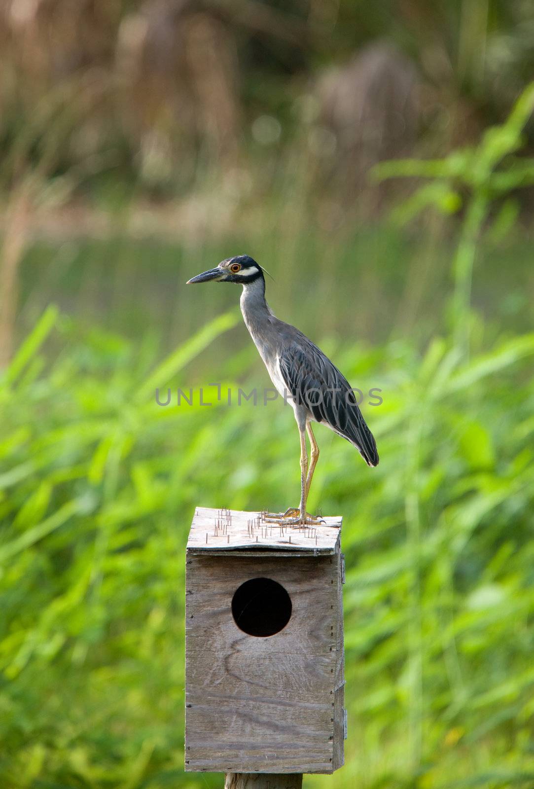 Little Blue Heron on birdhouse