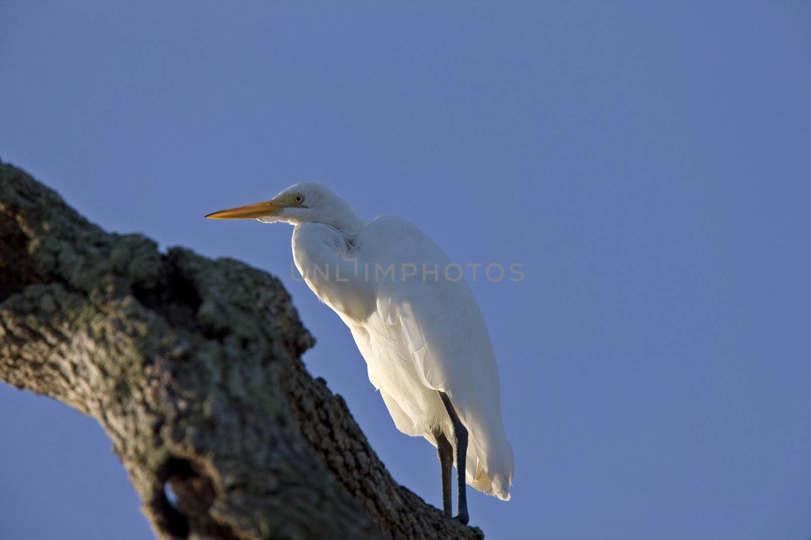 Great White Egret perched in Florida tree