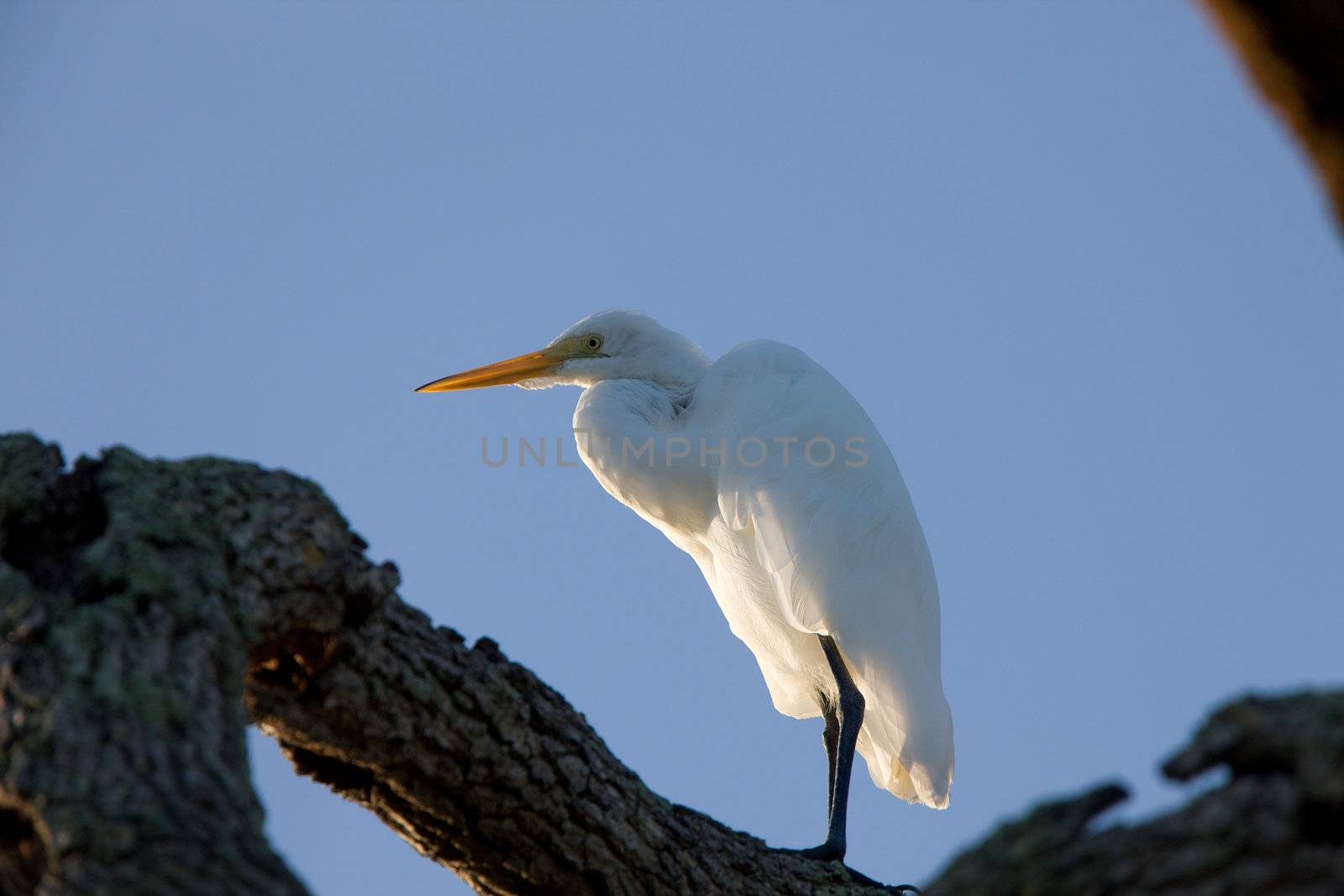 Great White Egret perched in Florida tree