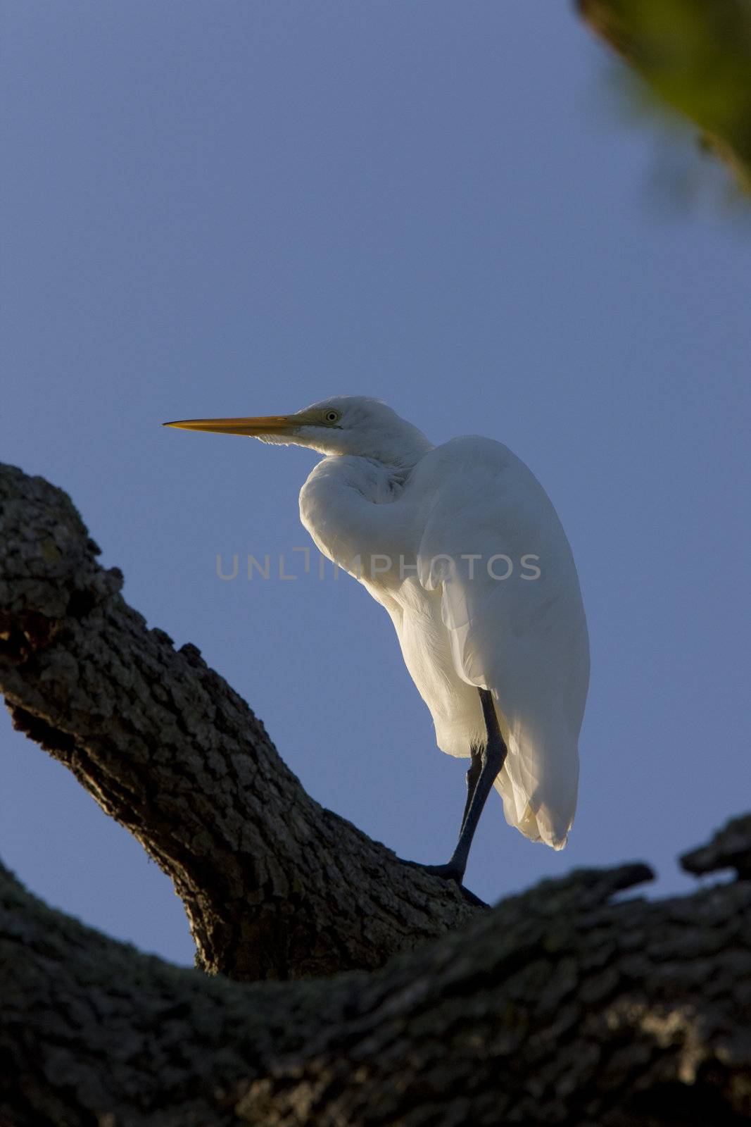 Great White Egret perched in Florida tree by pictureguy