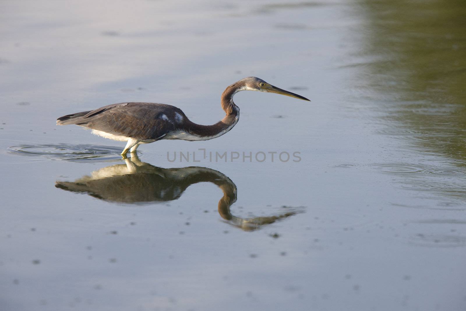 Great Blue Heron and its reflection in Florida waters