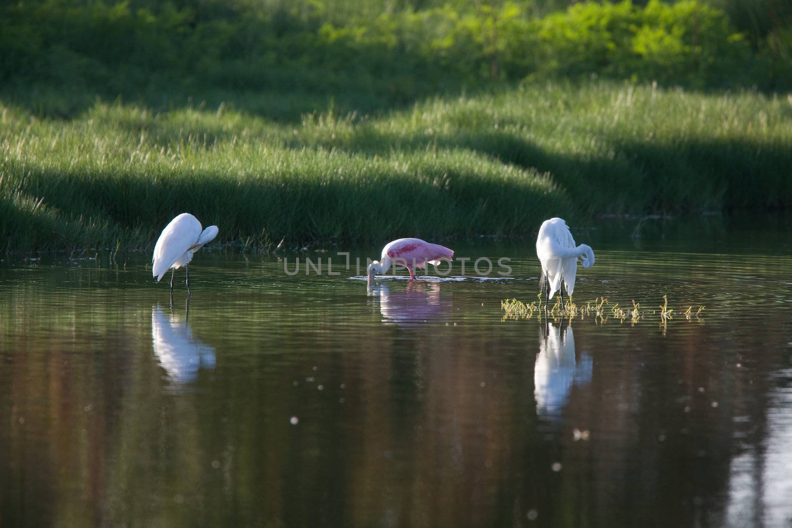 Wood Storks feeding in Florida waters