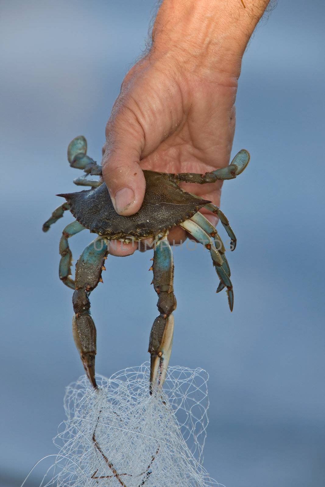 Man holding Blue Crab in Florida by pictureguy