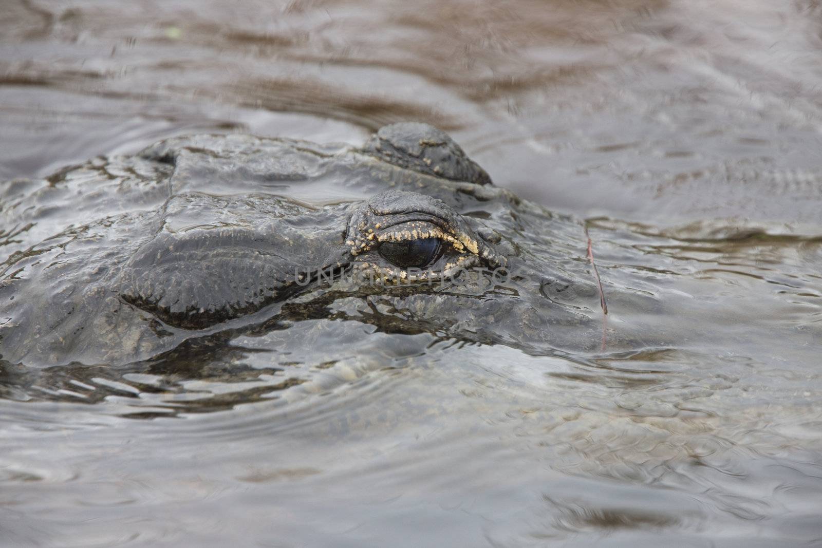 American Alligator in Florida waters