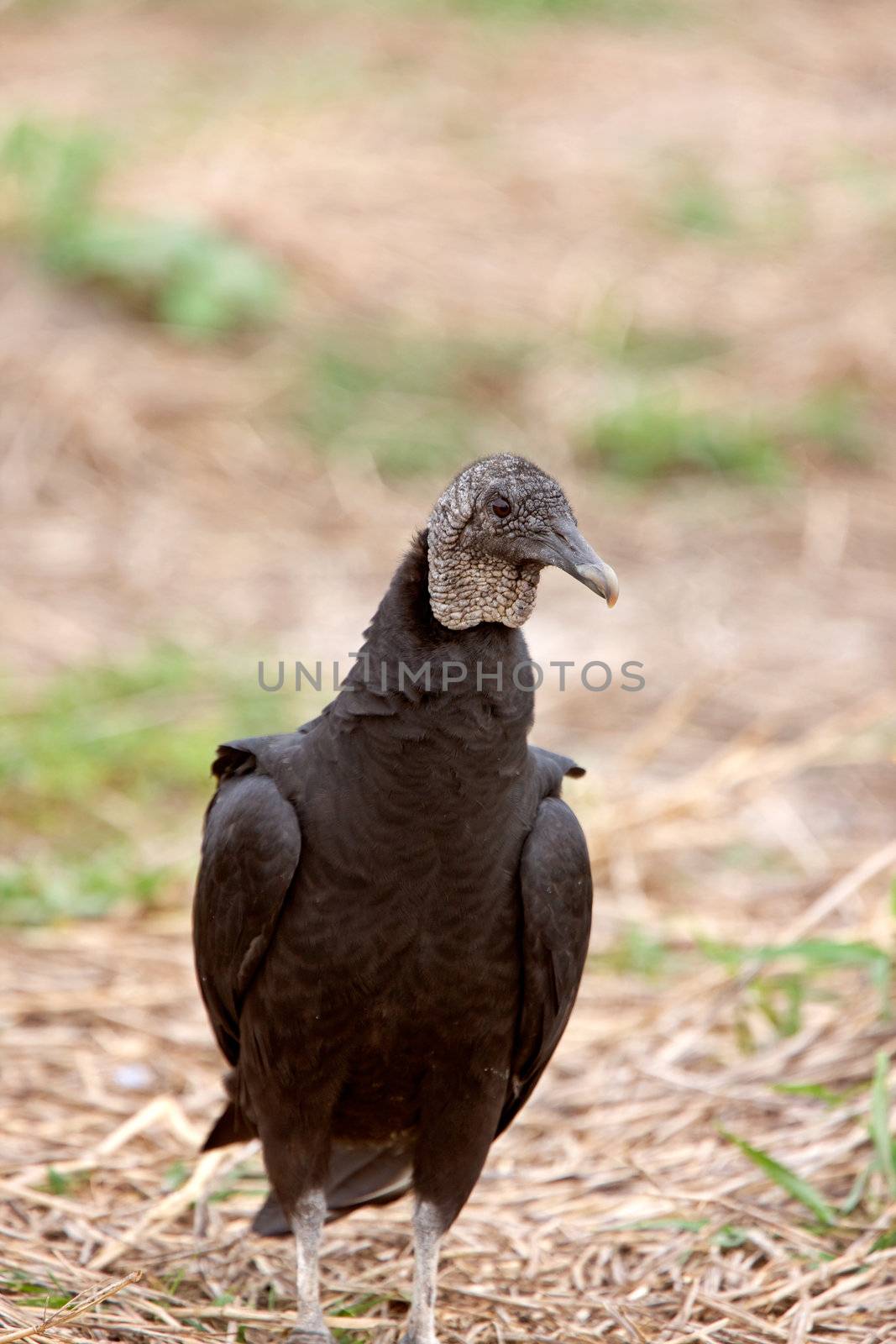 Black Vulture in Florida by pictureguy