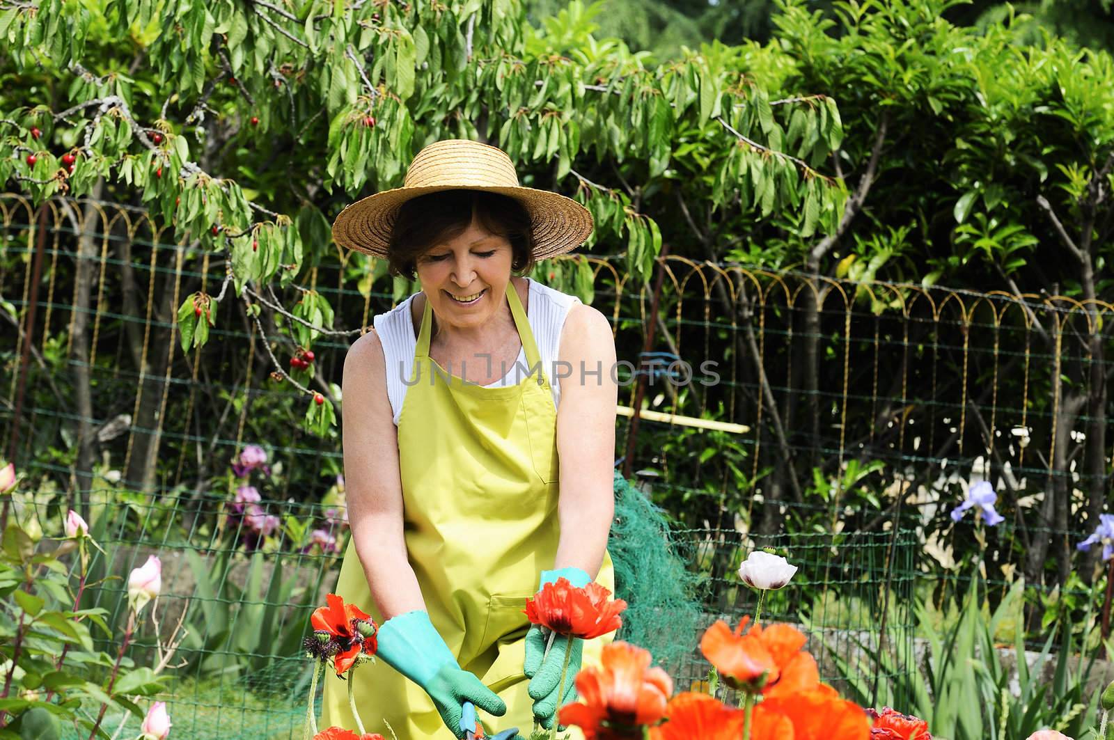 Senior woman pruning roses in her garden