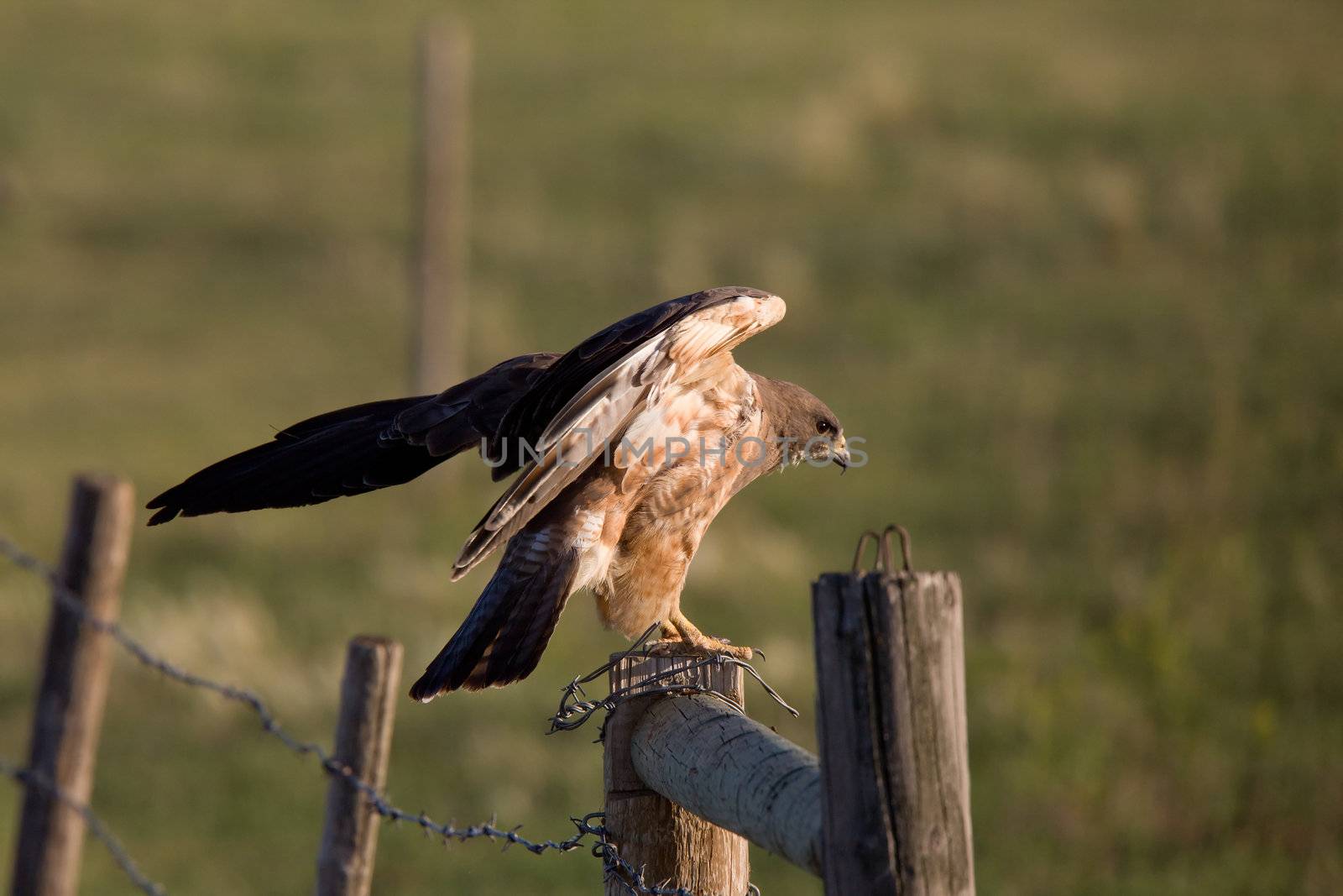 Hawk landing on fence post