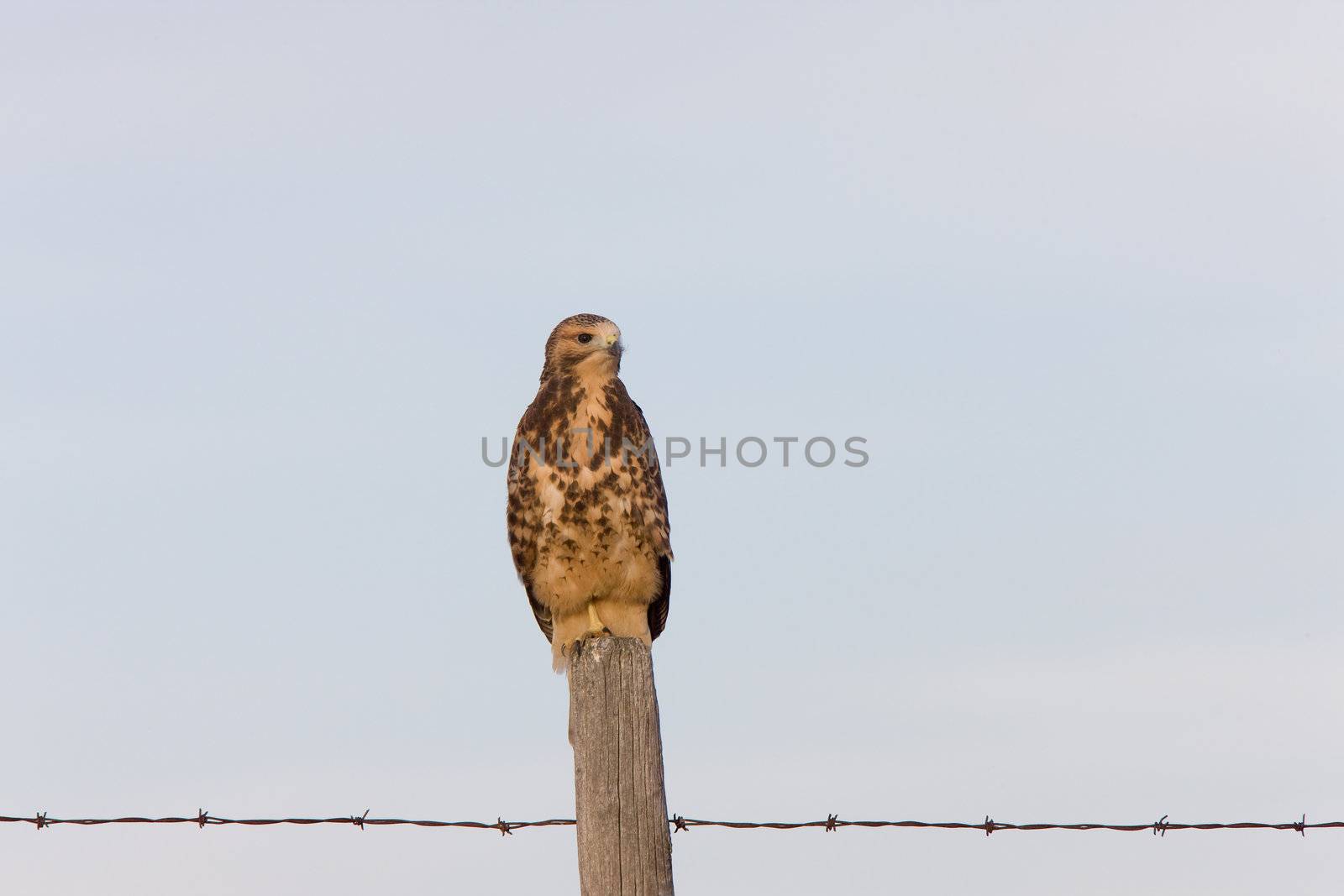 Hawk fledgling perched on fence post