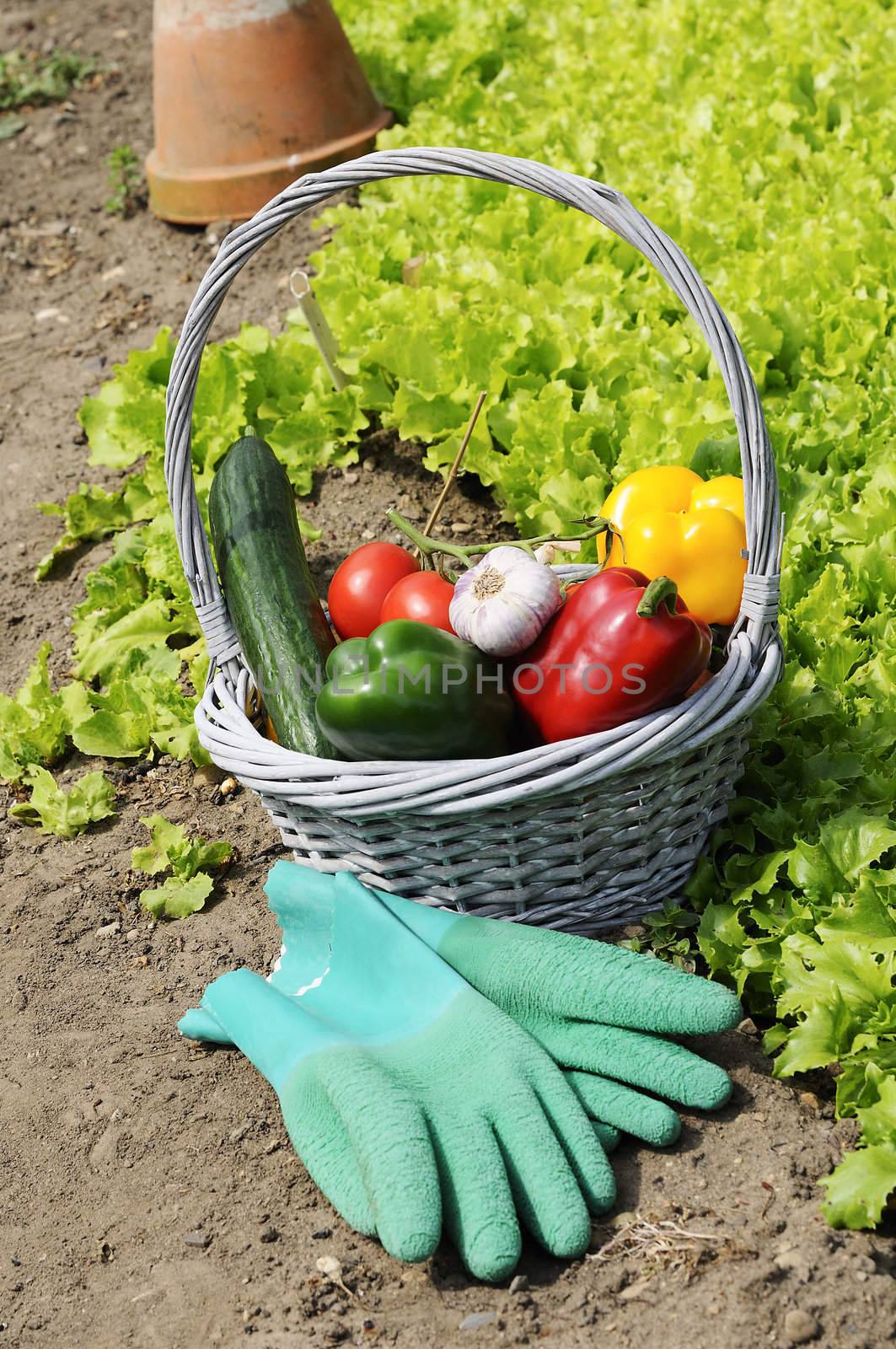 basket of vegetables and in a botanical garden