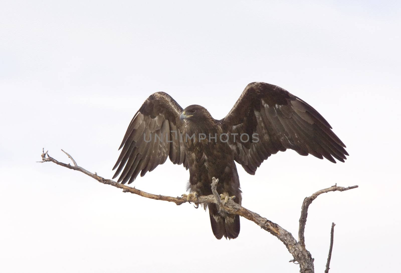 Golden Eagle on tree branch by pictureguy