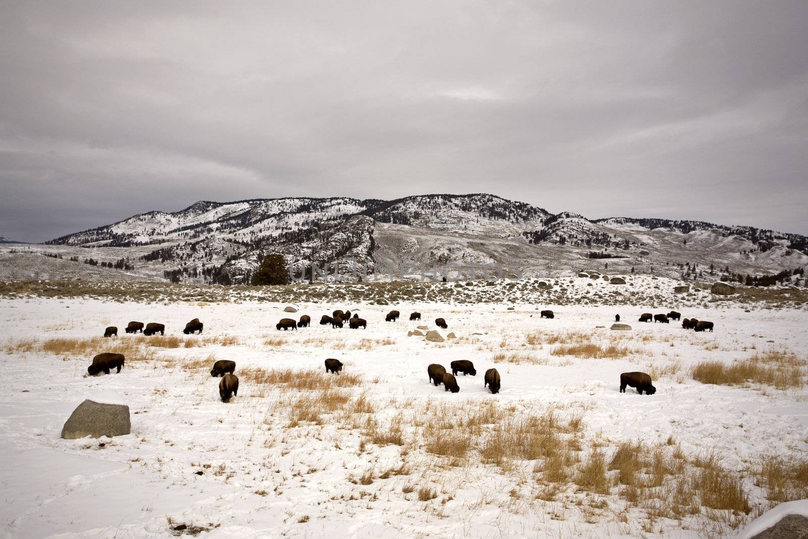 Bison Buffalo Wyoming Yellowstone Buffalo Bison