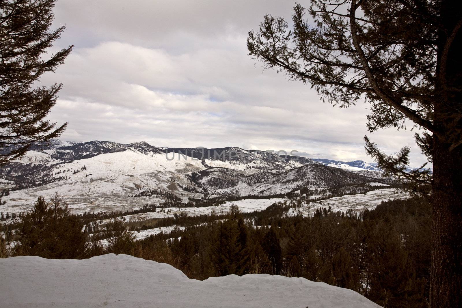 Yellowstone Park Wyoming Winter Snow by pictureguy