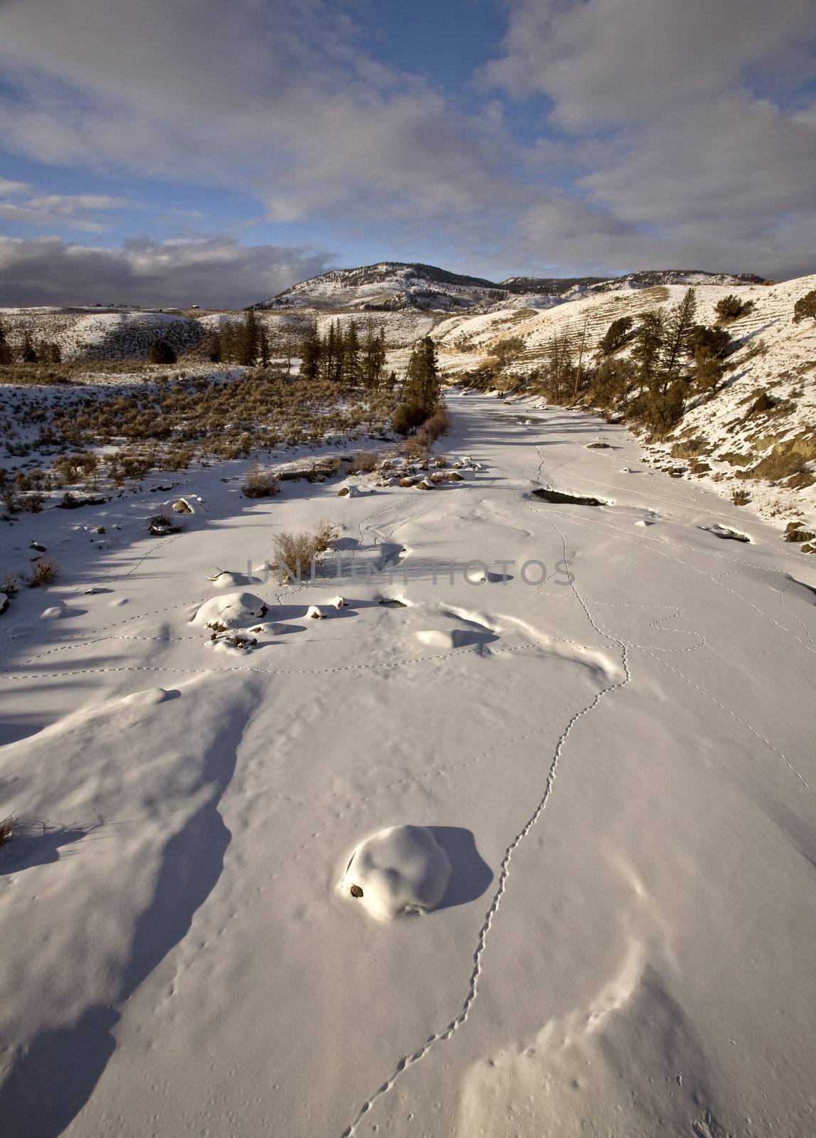 Yellowstone Park Wyoming Winter Snow